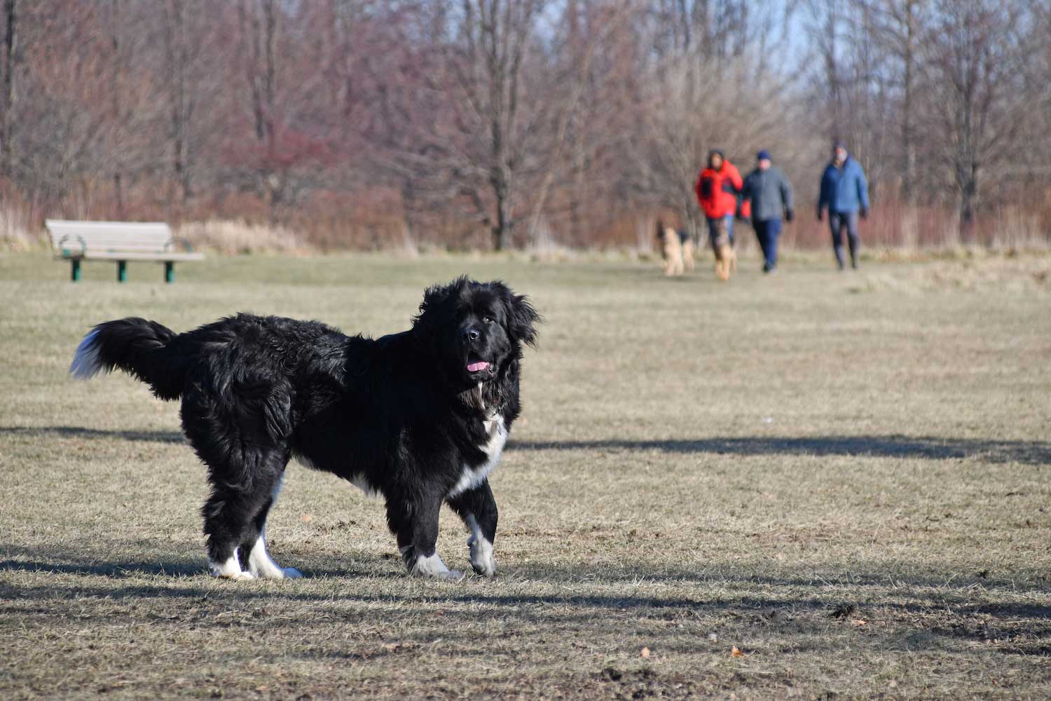 A dog playing off leash at a dog park with people walking in the background.