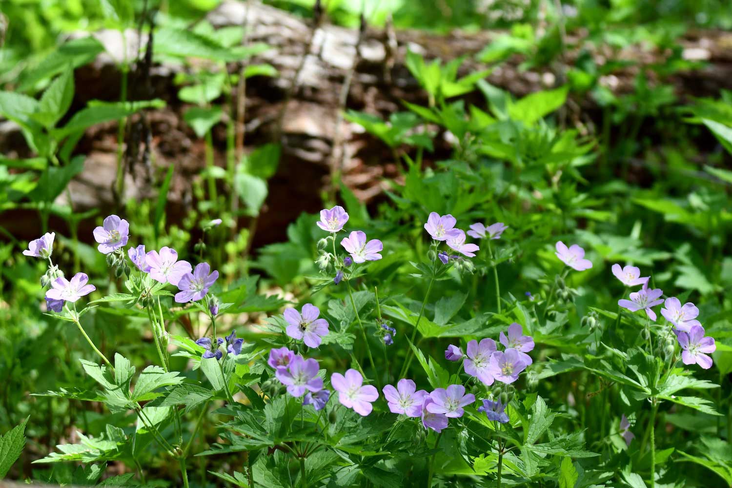 Wild geraniums in bloom on a shady forest floor.