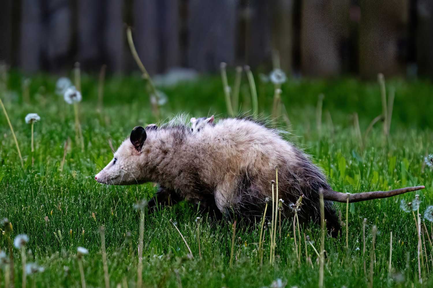 An opossum with a baby on its balk walking through the grass.