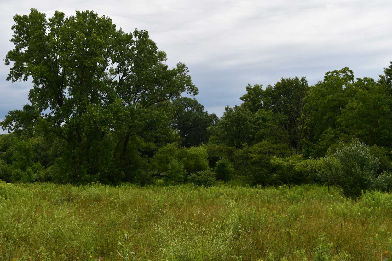 Grasses with trees in the background.