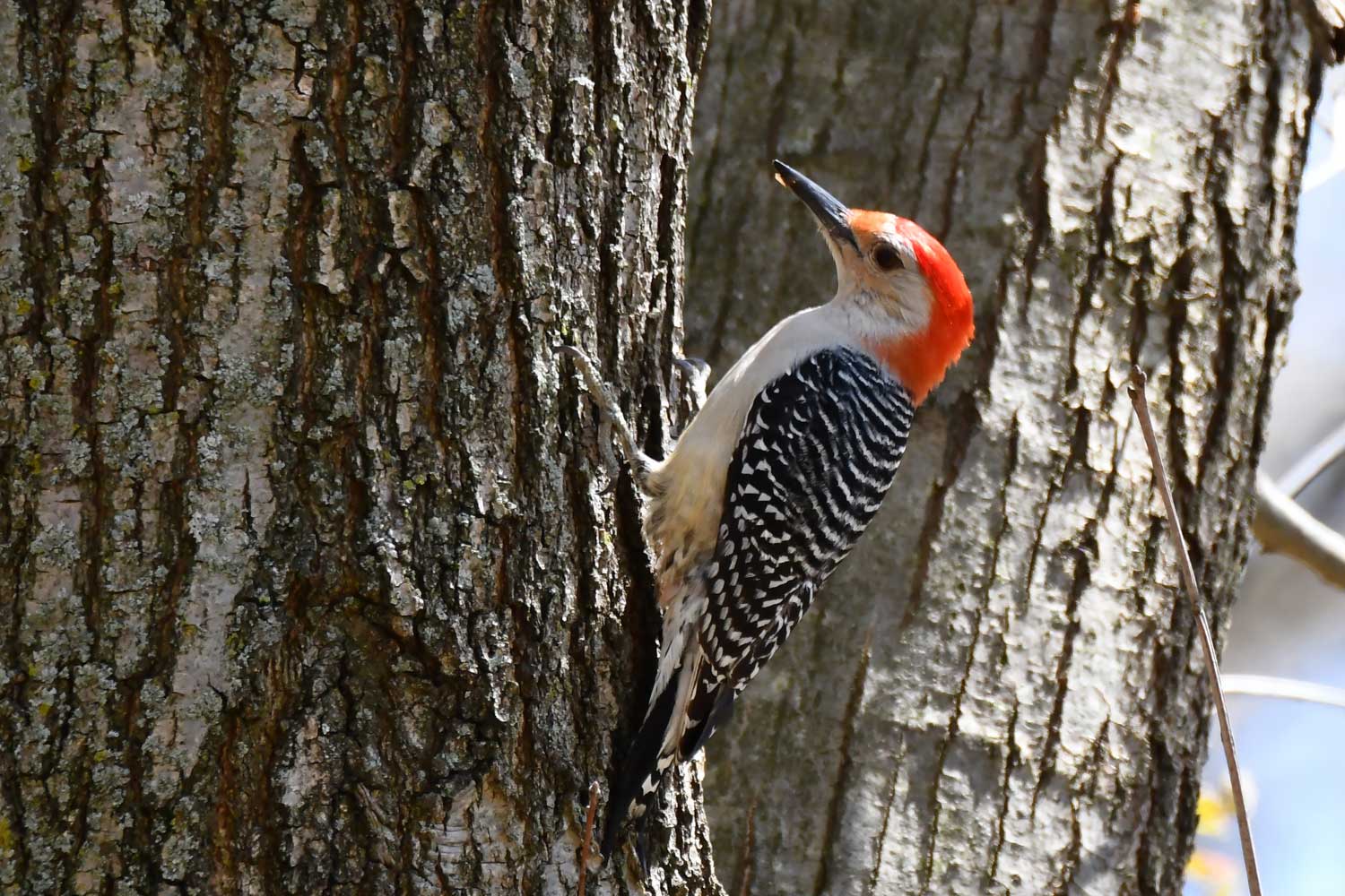 Red bellied woodpecker on a tree.