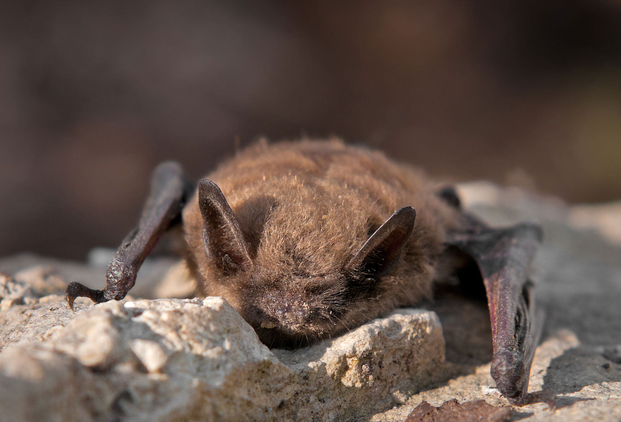 A little brown bat.