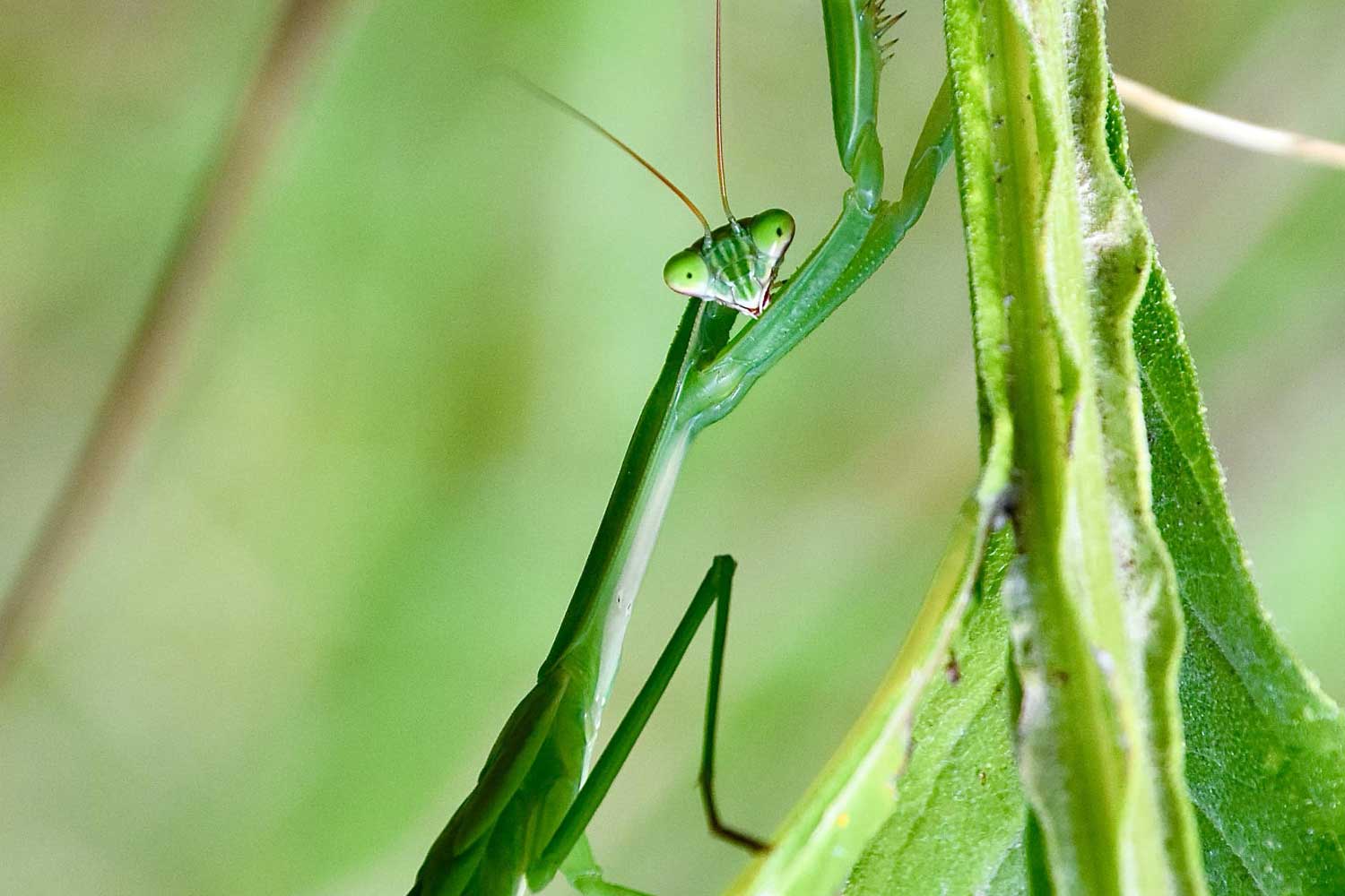 Praying mantis on a piece of vegetation.