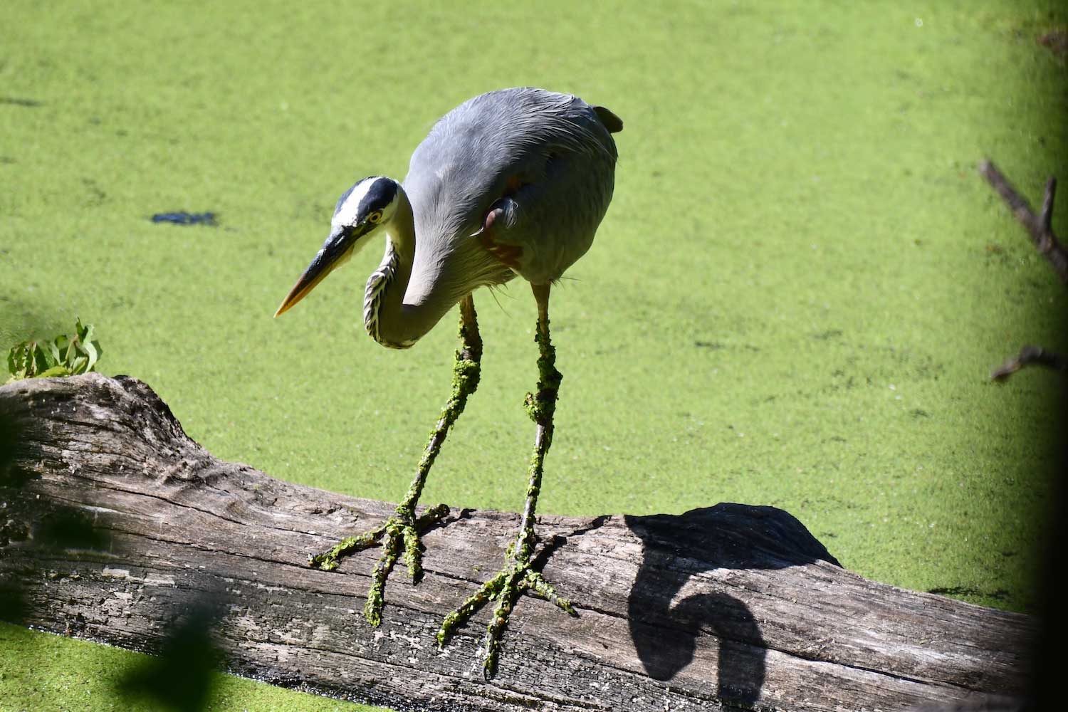 A great blue heron bent over while standing on a log in the water. The water is covered in duckweed.