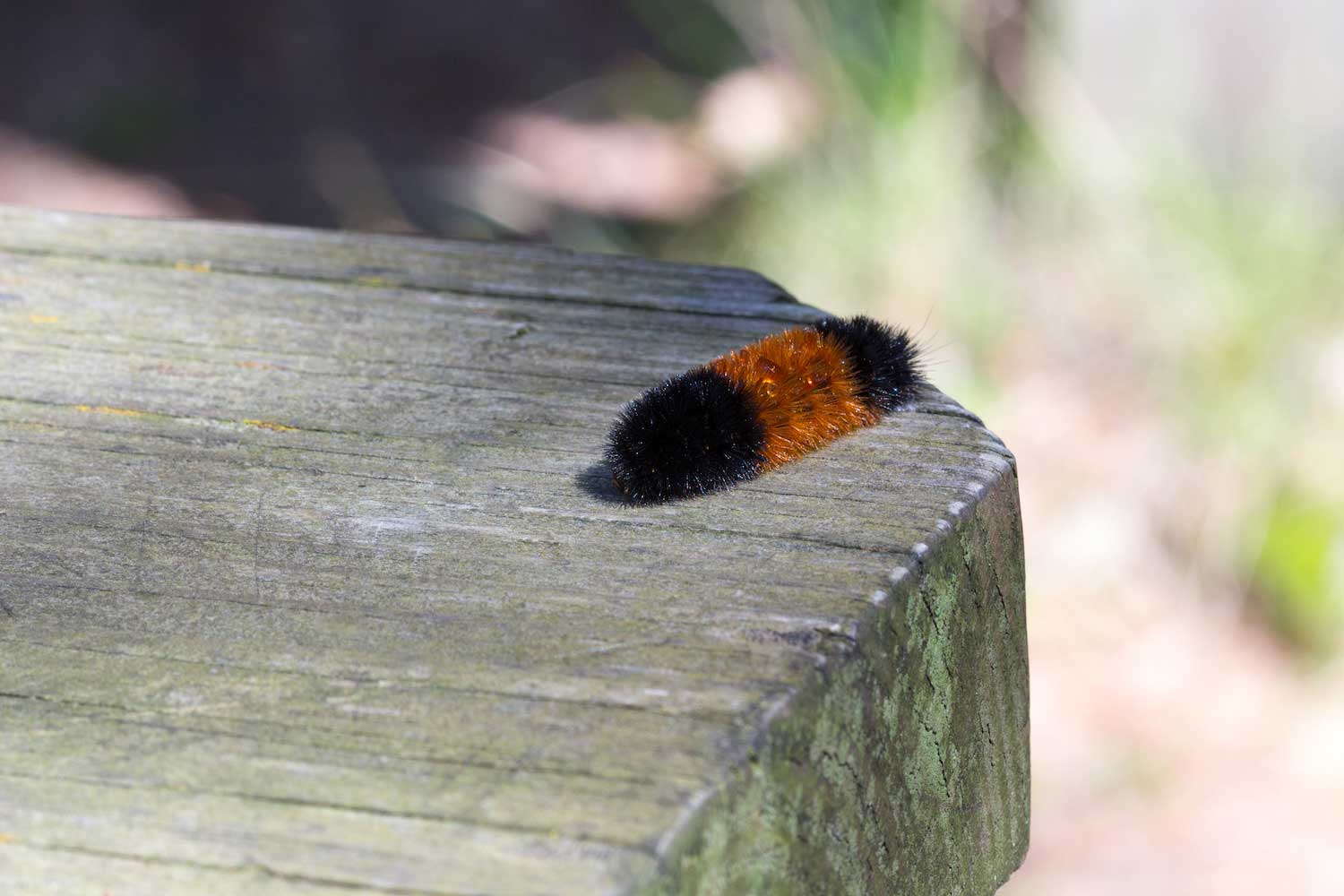 A woolly bear caterpillar on a wooden surface.