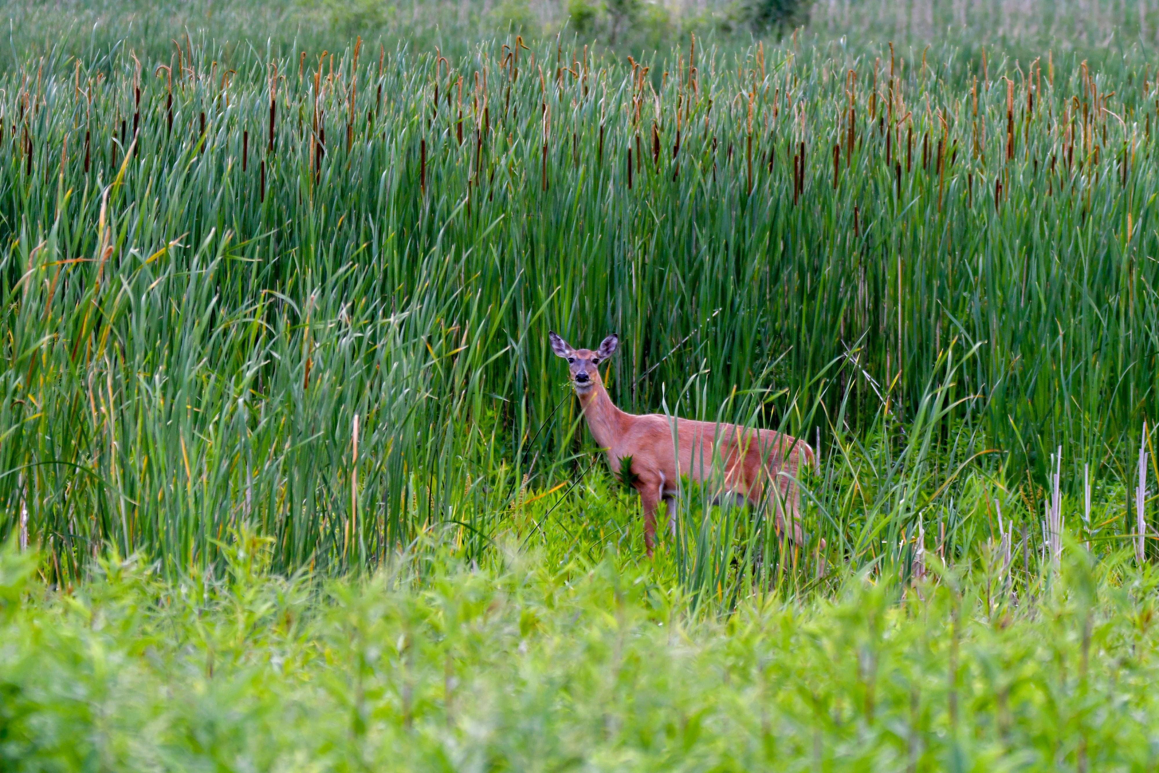 A deer eating vegetation in a prairie.