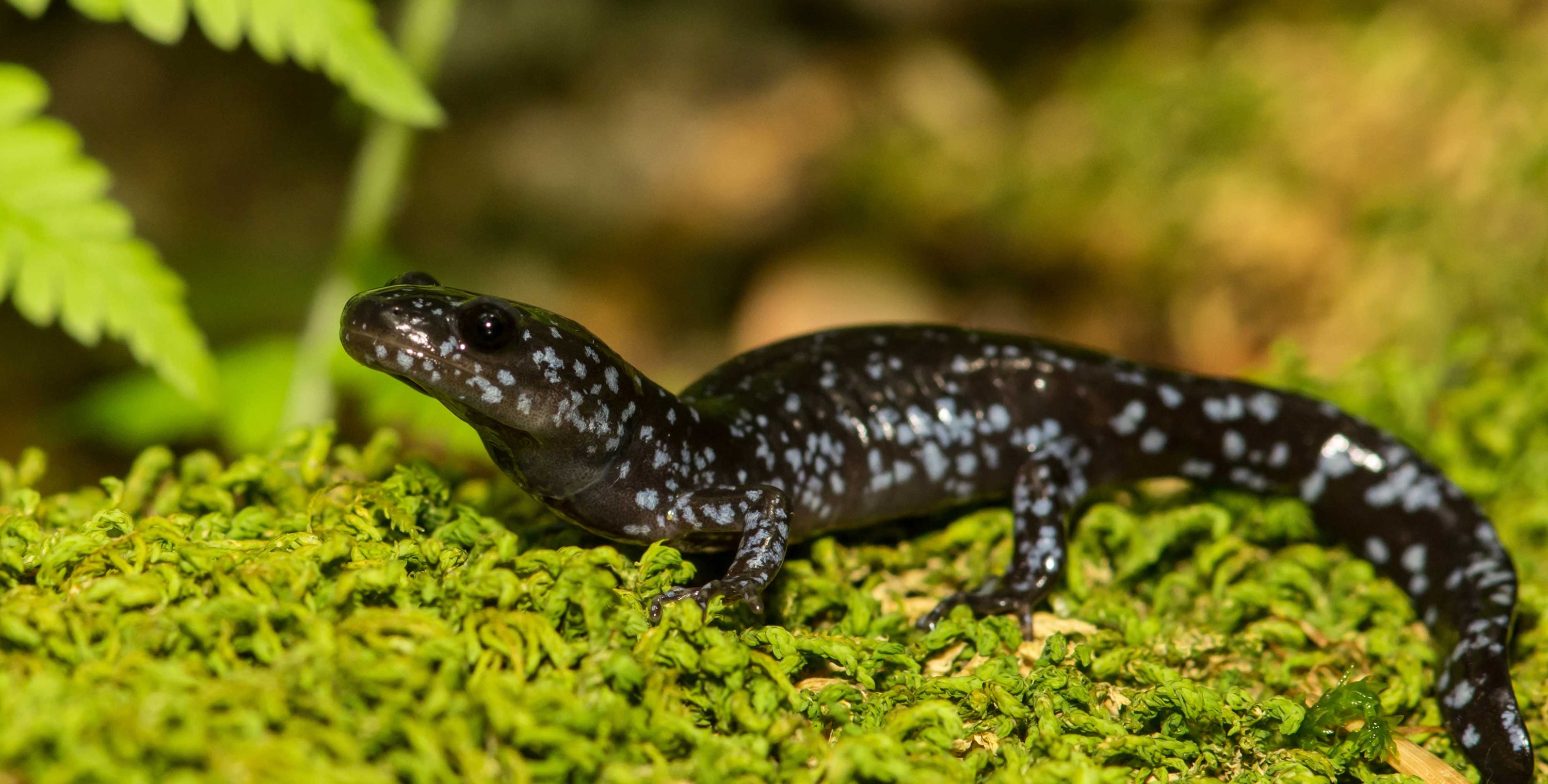 A blue-spotted salamander on a moss-covered log.