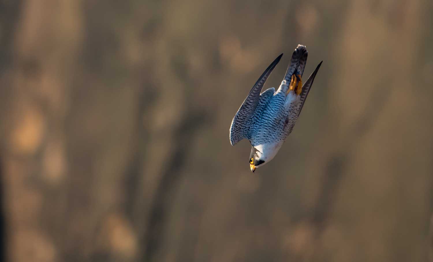 A peregrine falcon in a downward dive.