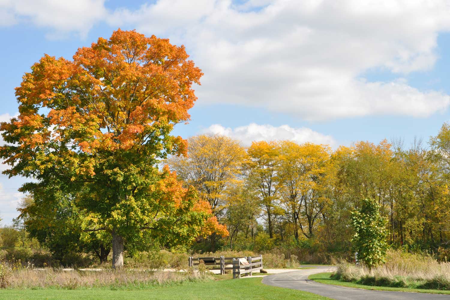 A paved trail lined by grass and trees with fall hues of yellow and orange.