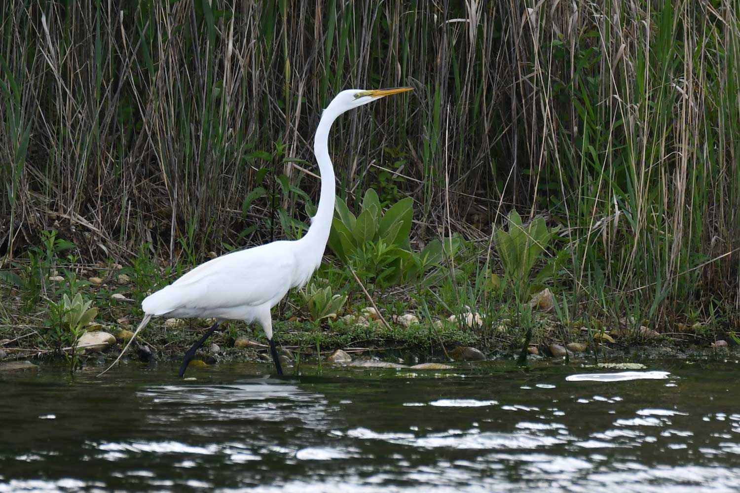 A great egret walking in shallow water.