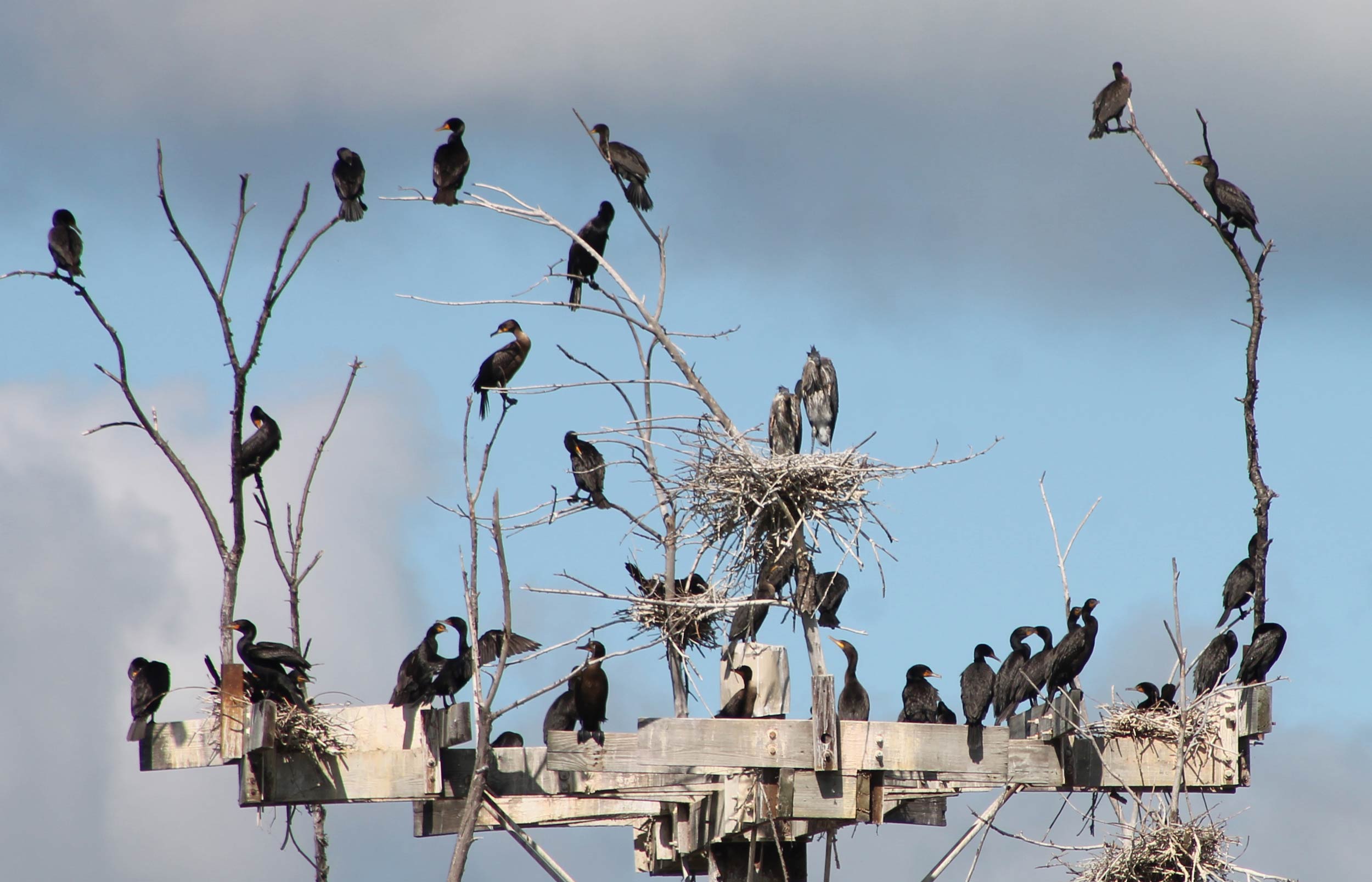 Dozens of double-crested cormorants on a wooden nesting platform.