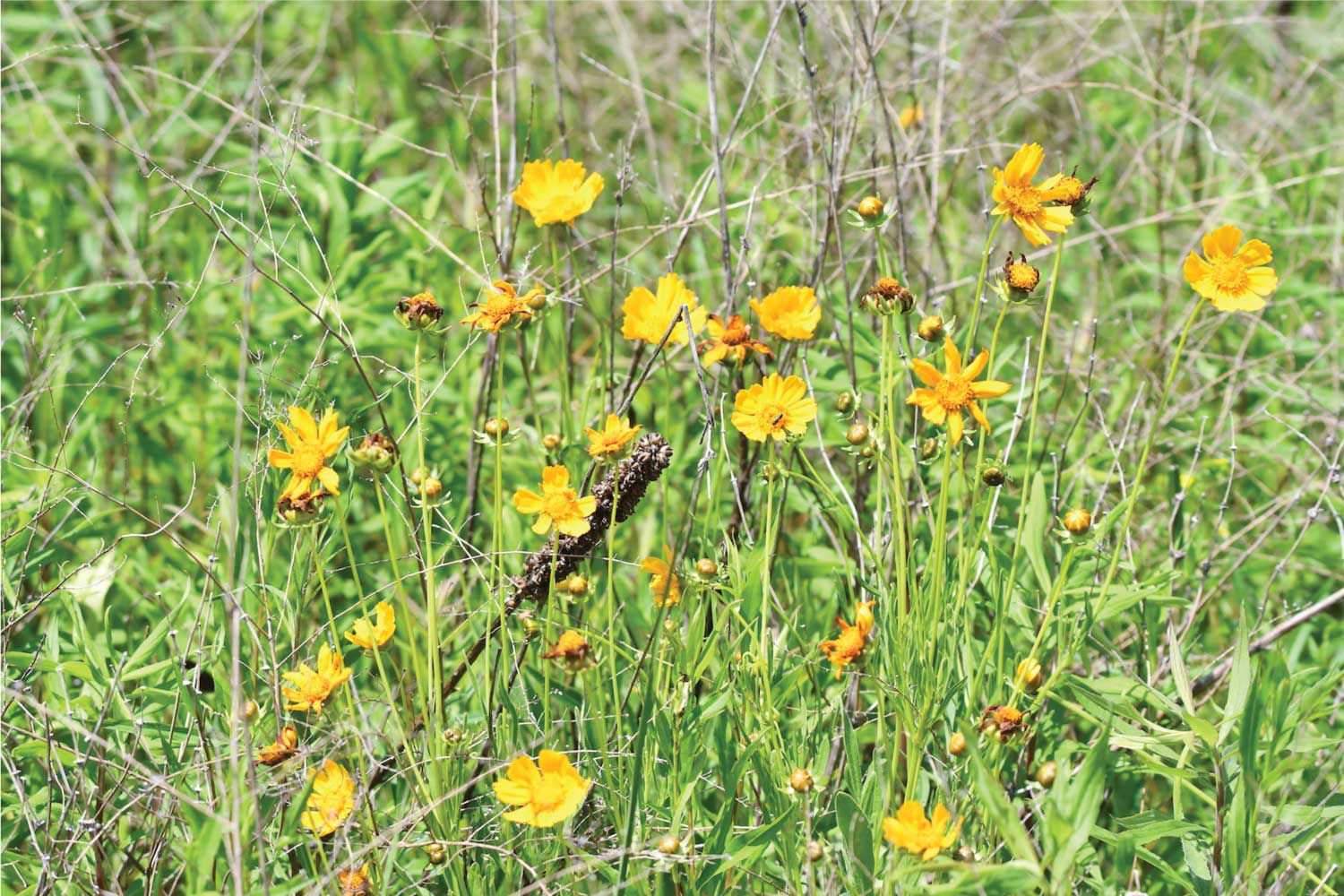 Yellow coreopsis blooms.