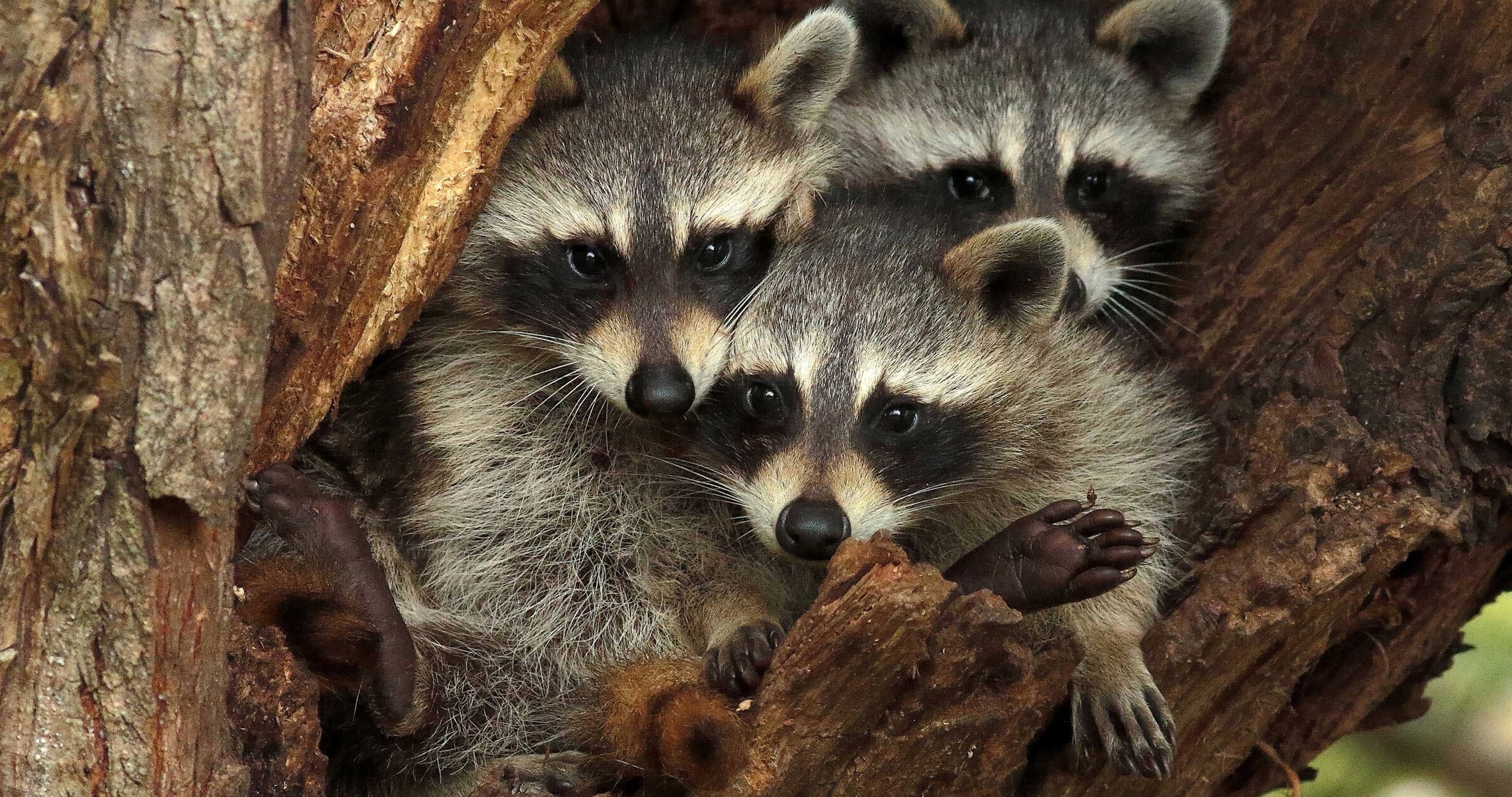 Three raccoons in a tree cavity.