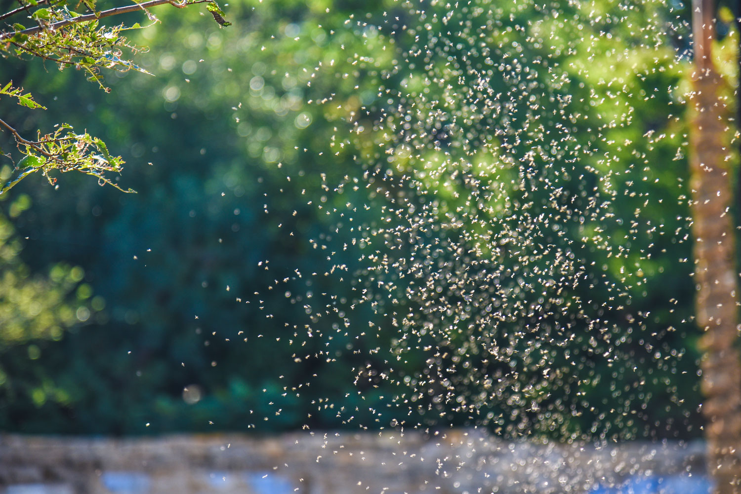 gnat swarms in yard        <h3 class=