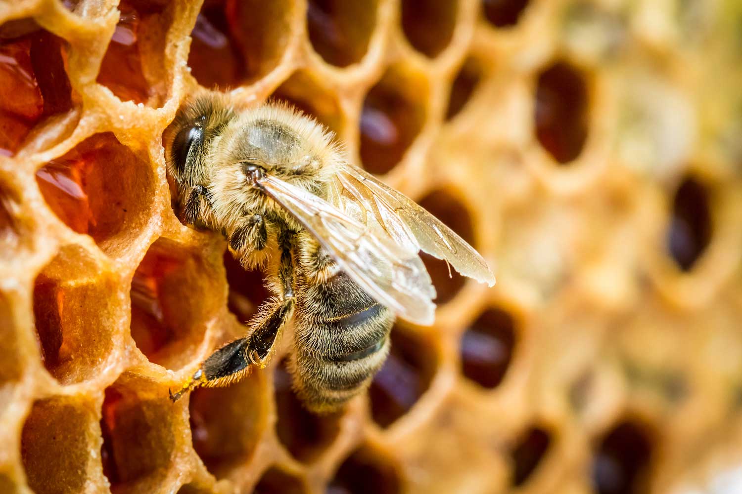 A closeup of a honeybee on honeycomb.
