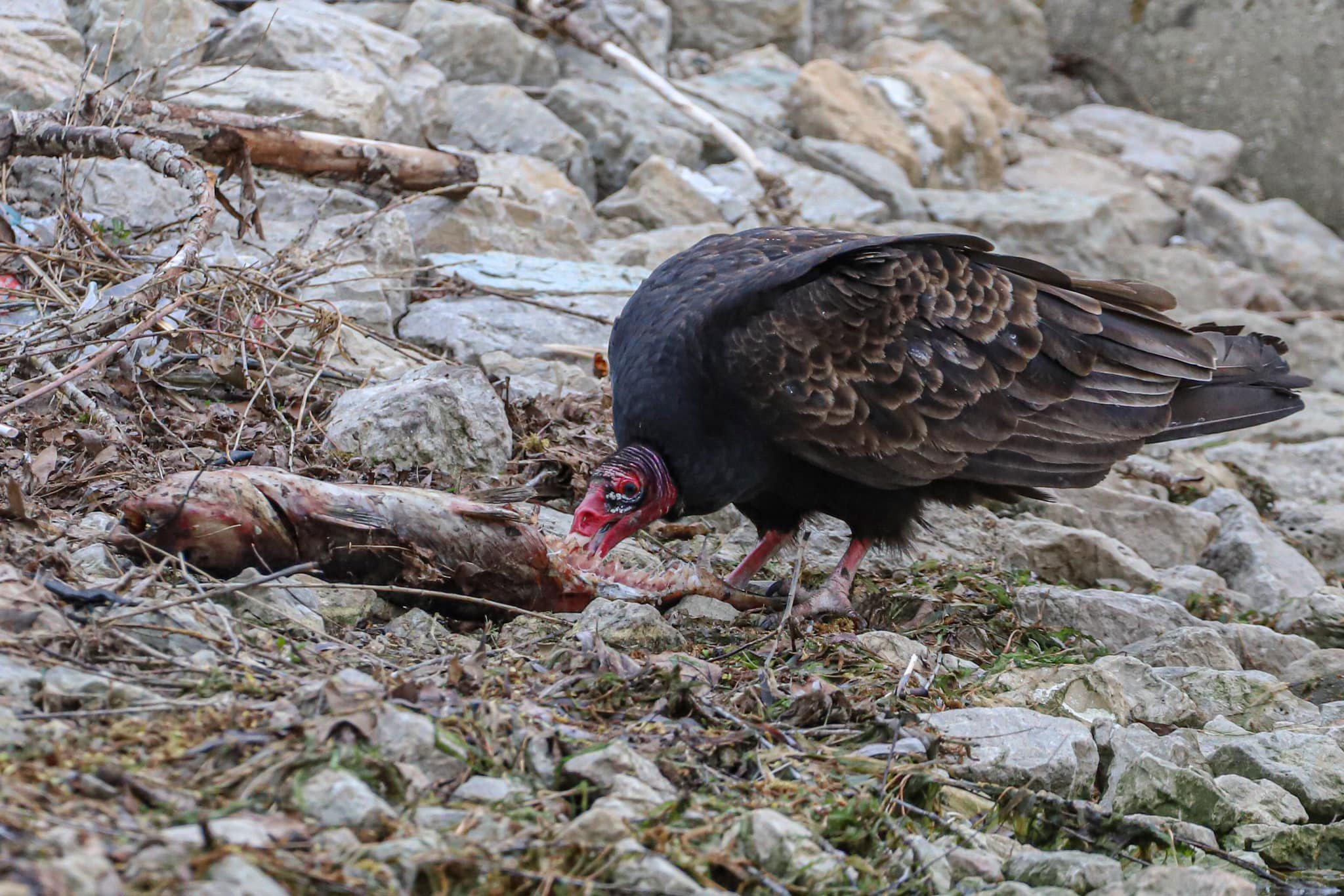 A turkey vulture eats a fish