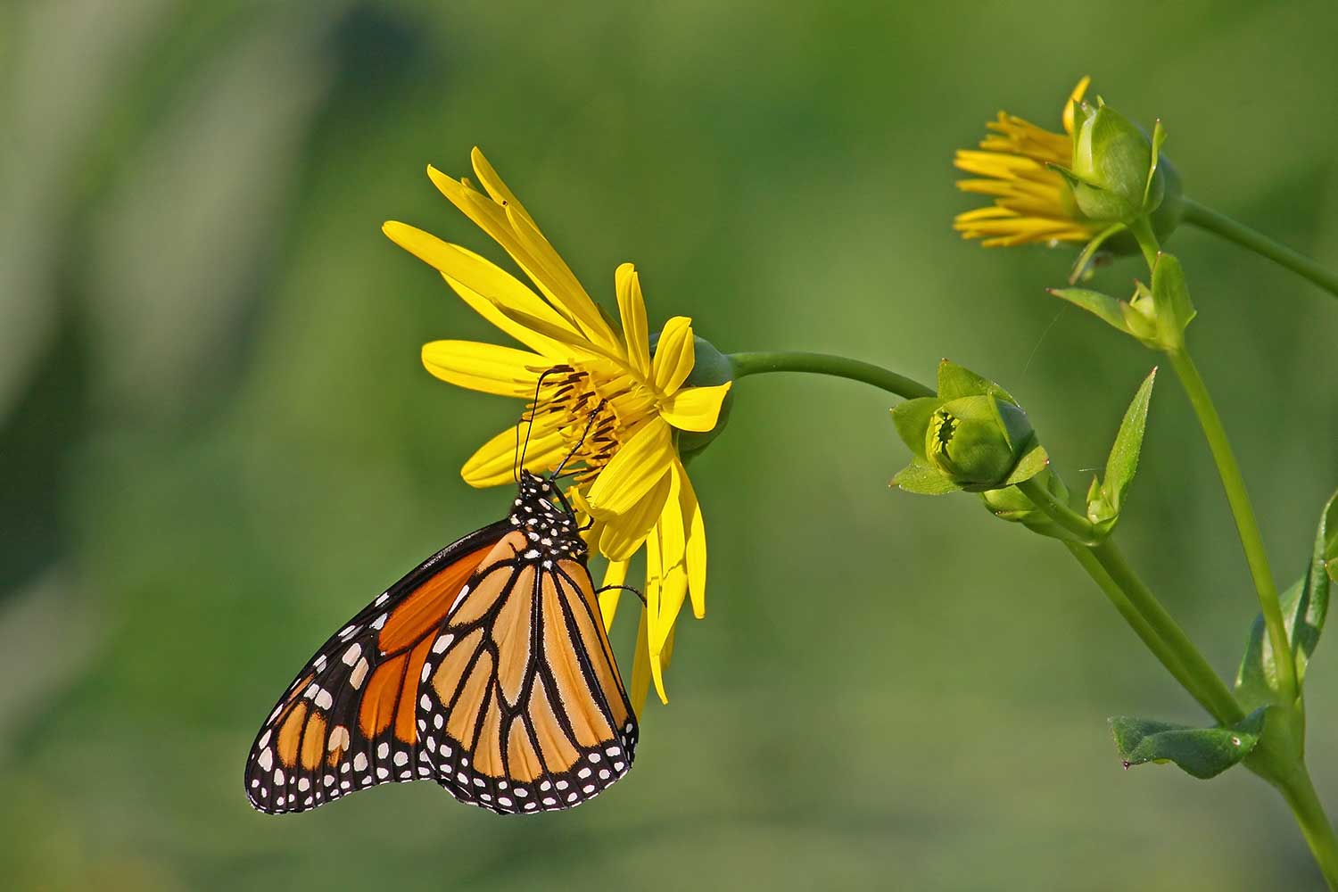 A monarch butterfly at rest on a yellow wildflower.