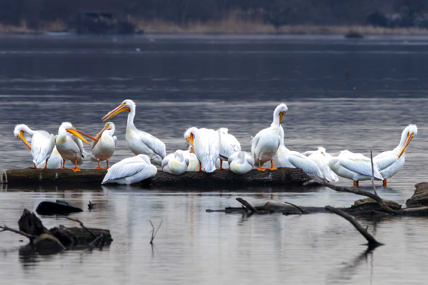 A group of more than a dozen American white pelicans standing on and around a log in shallow water.