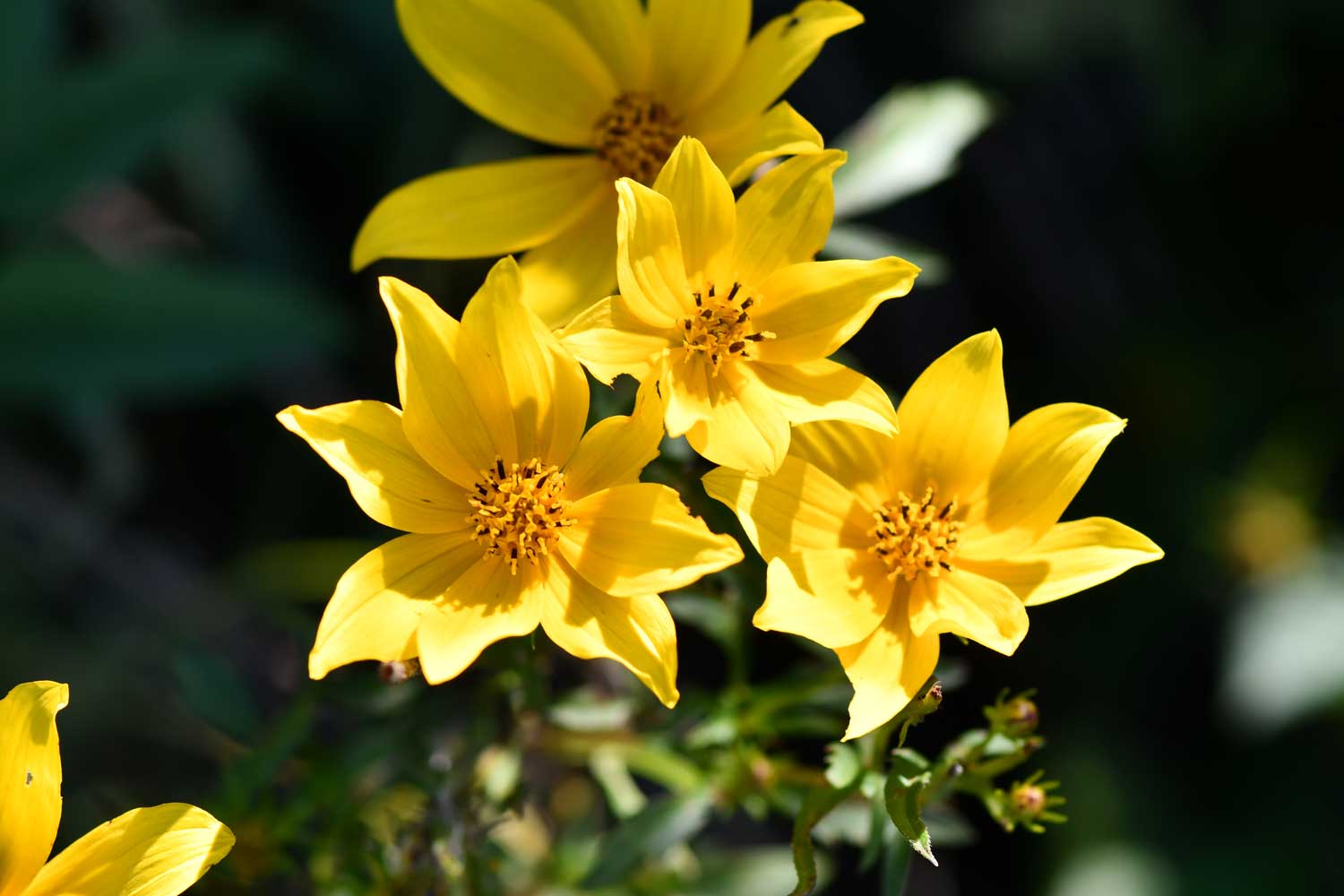 Bur marigold flower blooms.