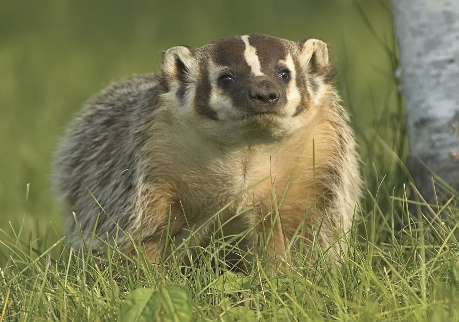 Quiz: How much do you know about badgers? | Forest Preserve District of ...