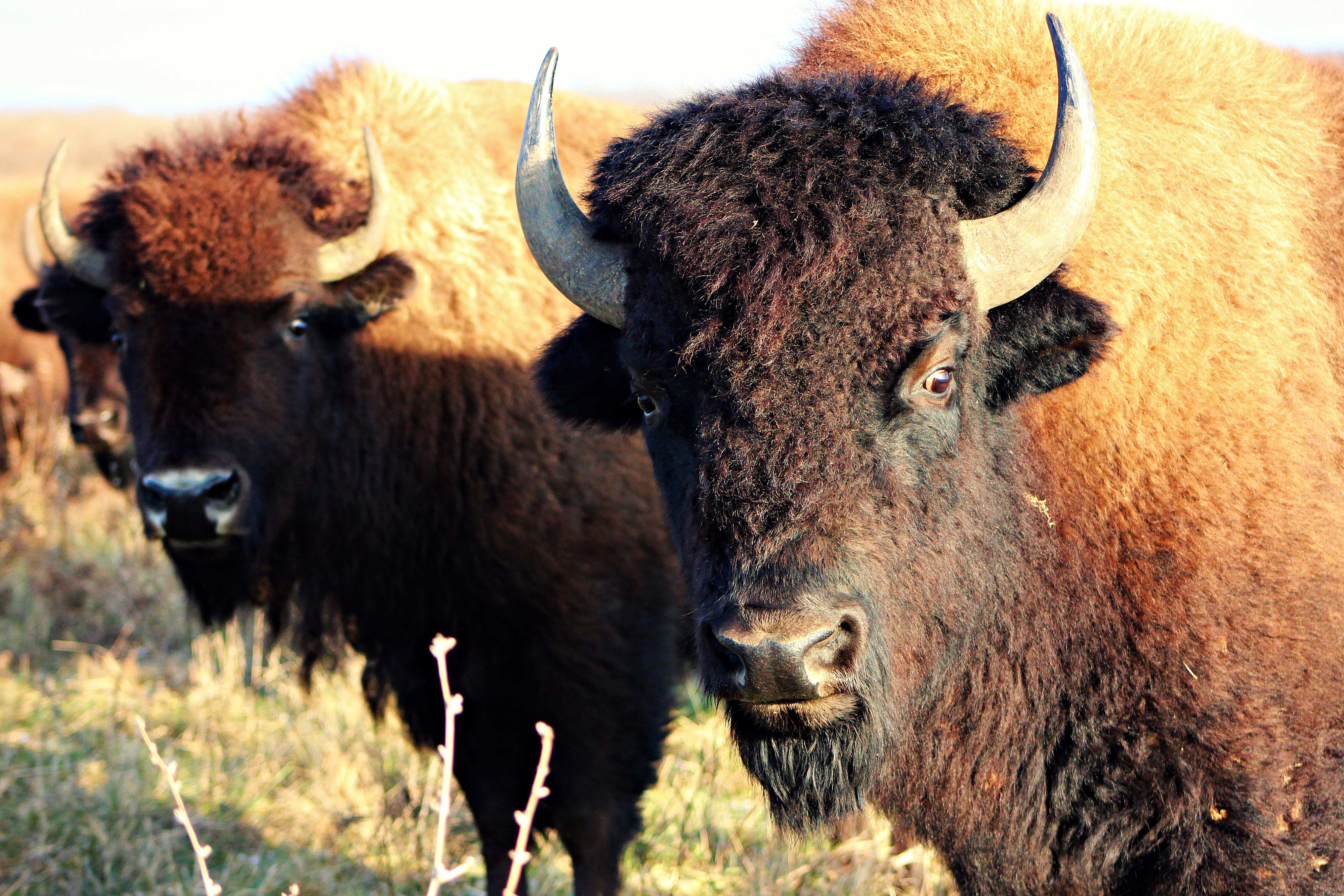 Survival Stories: Animals Back from the Brink - Forest Preserve ...