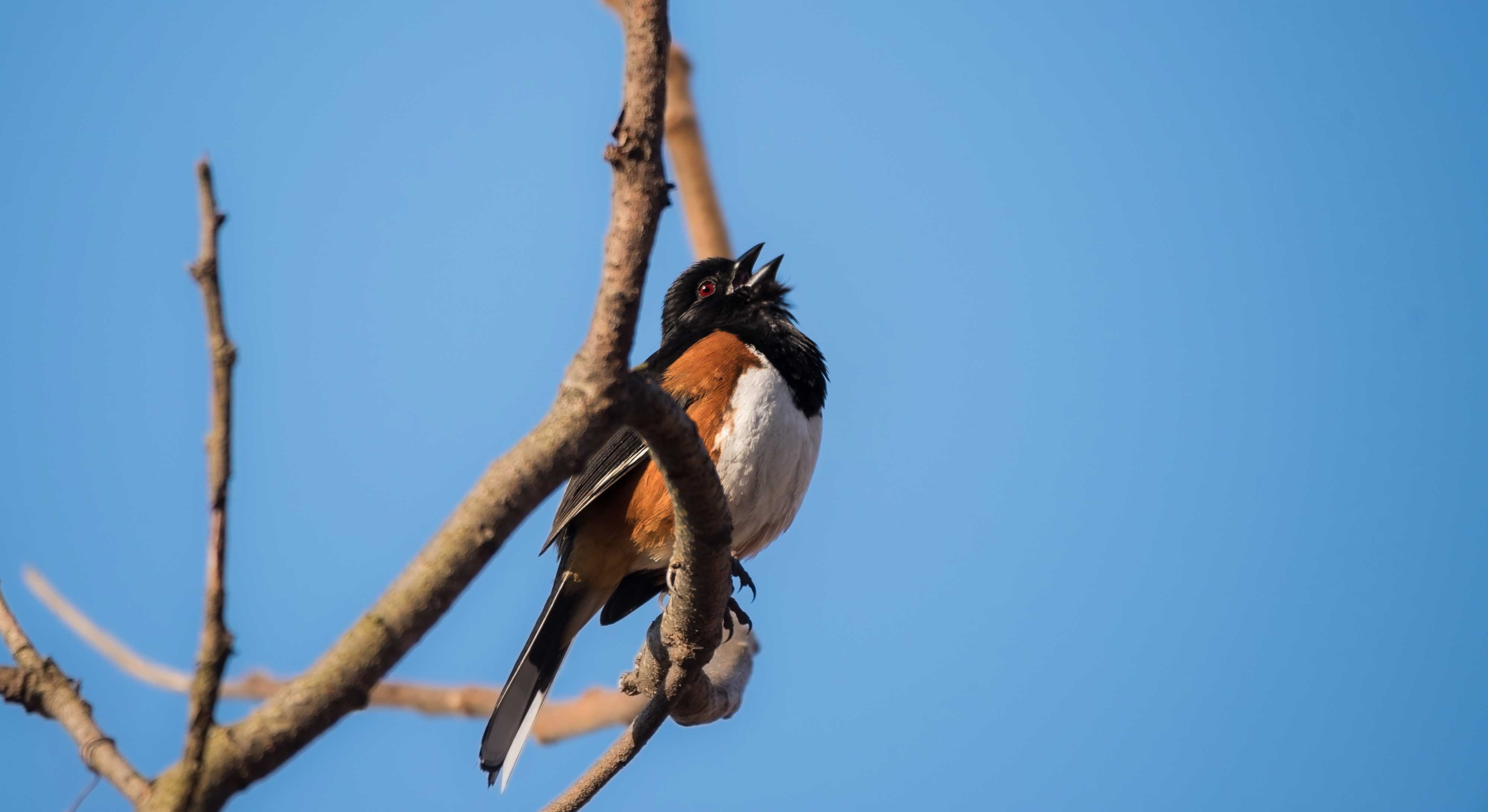 An eastern towhee on a branch.