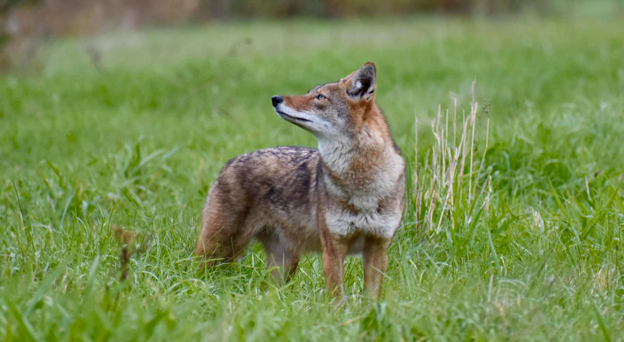 A coyote standing in a field looking off into the distance.