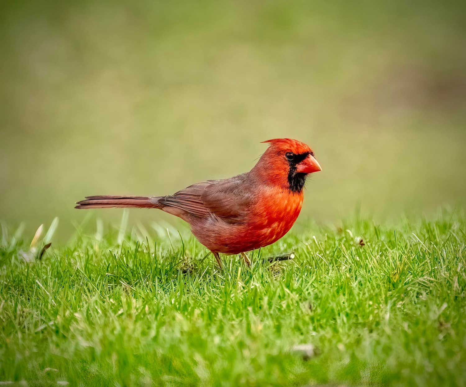 A male northern cardinal standing in grass.