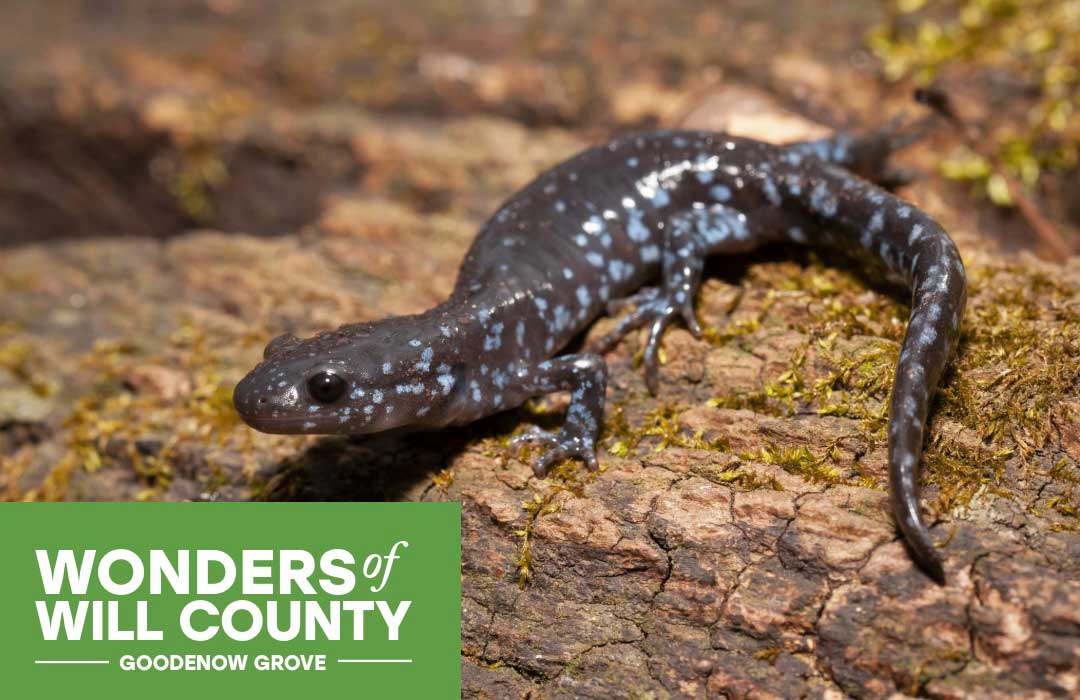A blue-spotted salamander on a log lightly covered in moss.