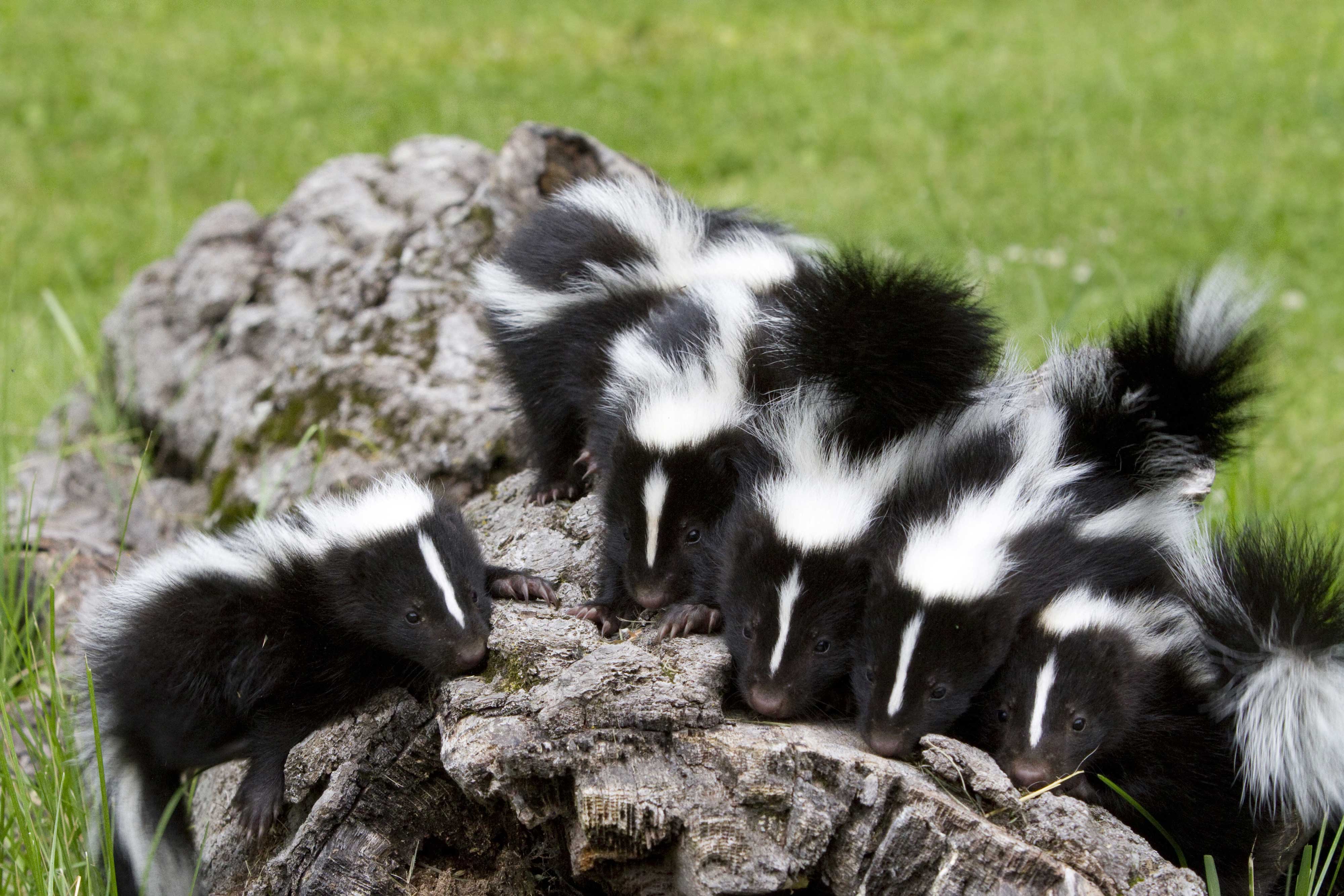 A group of skunks sitting on a log.