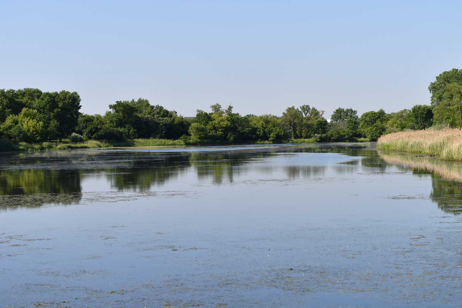 Body of water surrounded by trees.