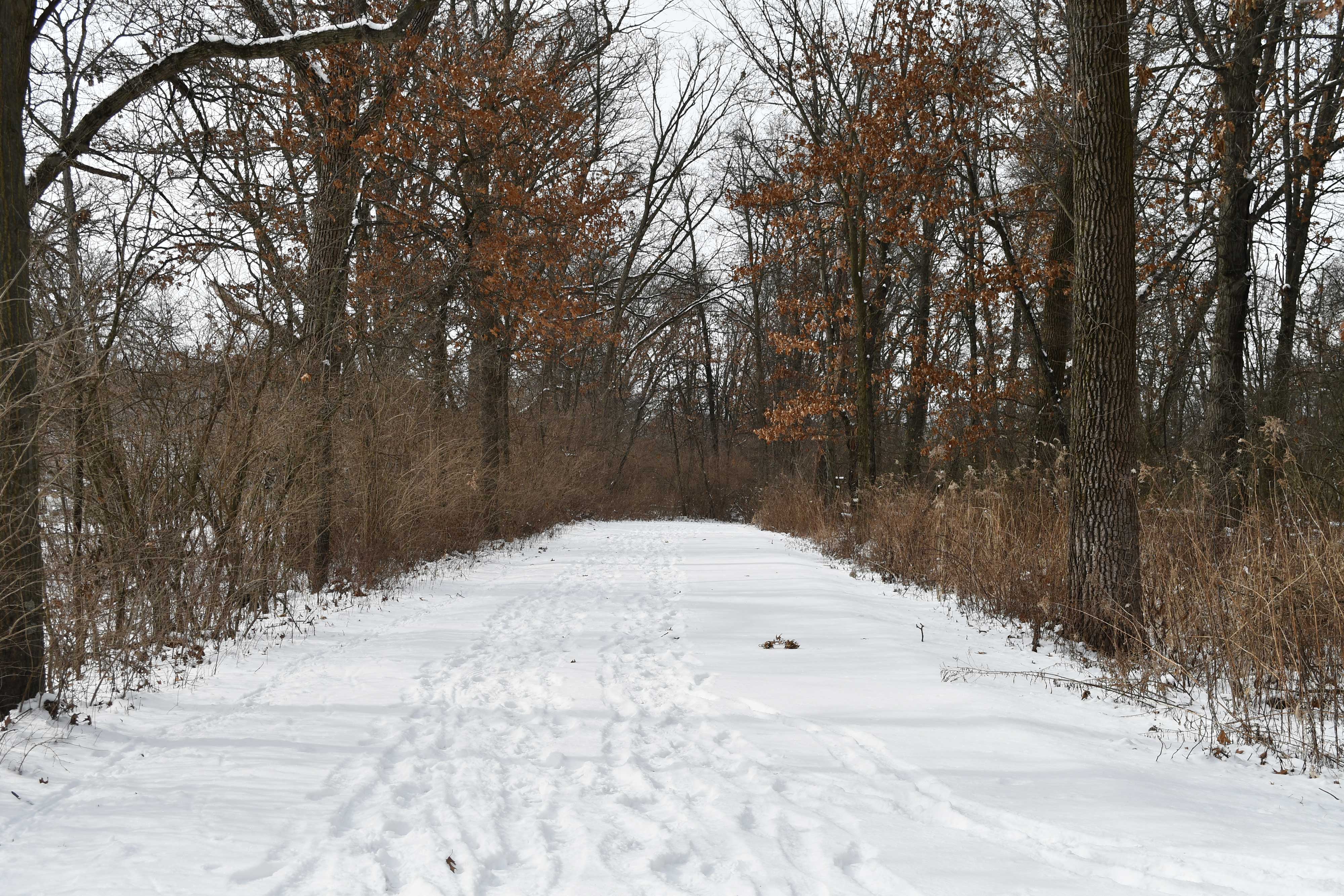 A snowy, tree-lined trail.