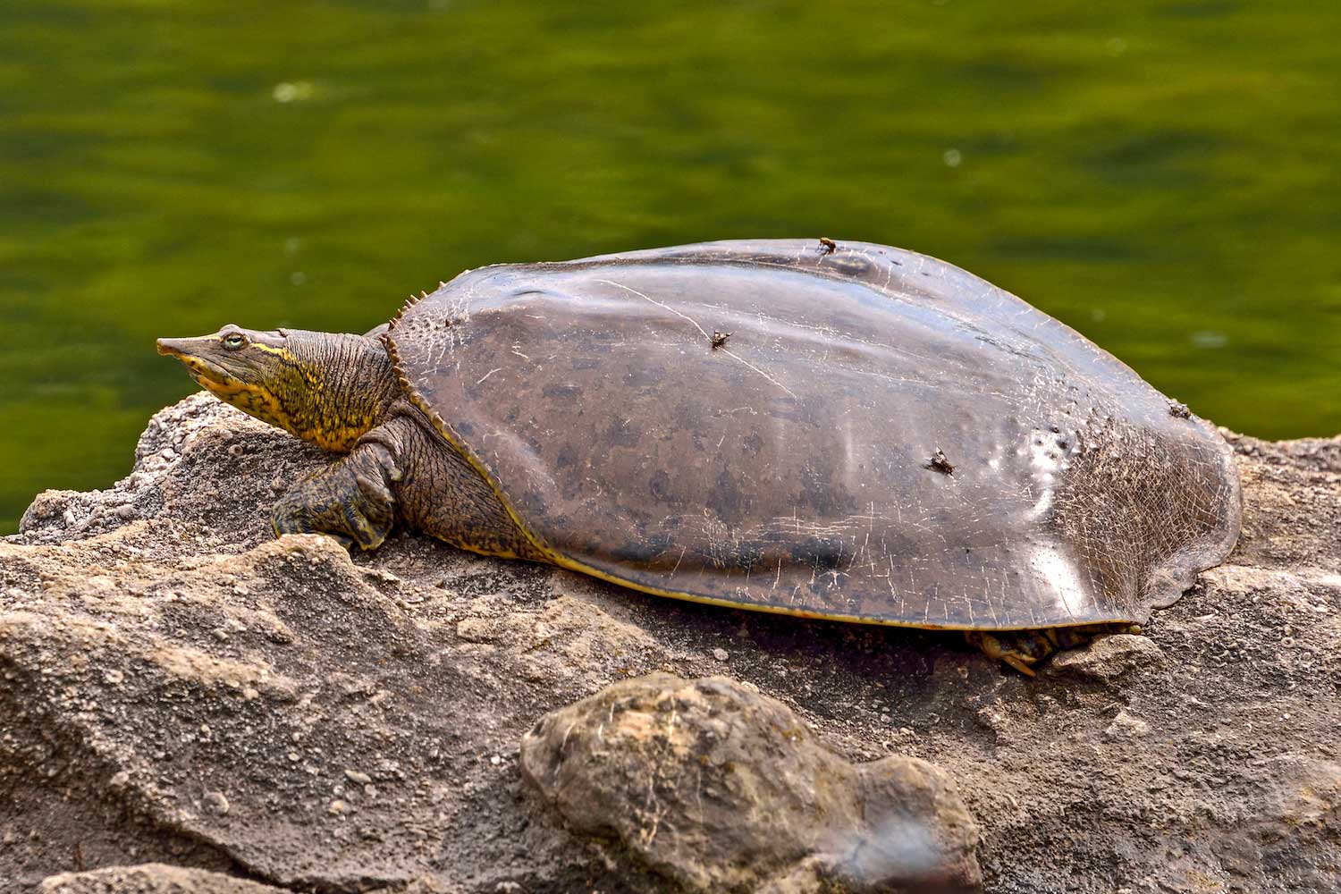 Spiny softshell turtle sitting on a rock.