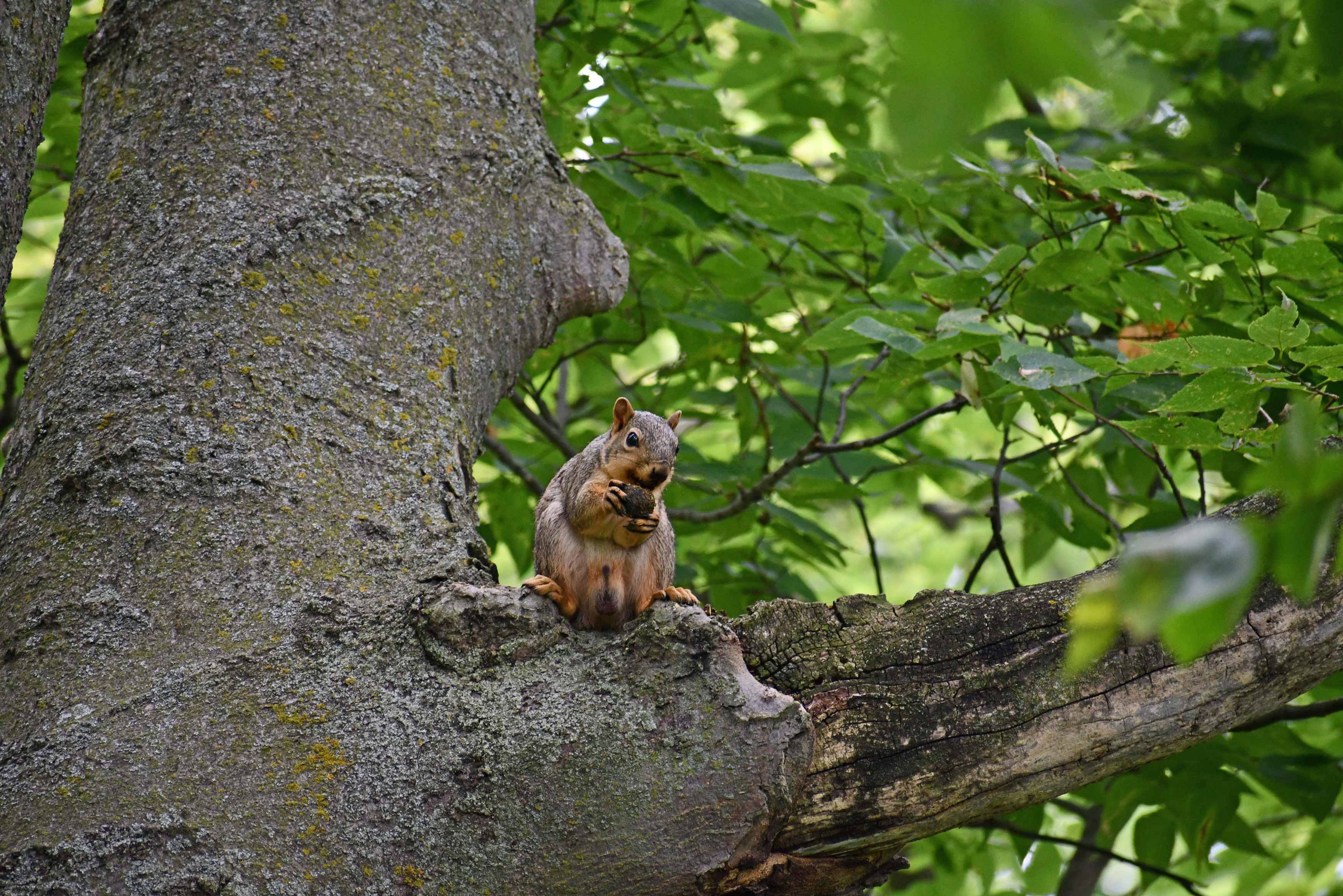A squirrel eating a nut in a tree.