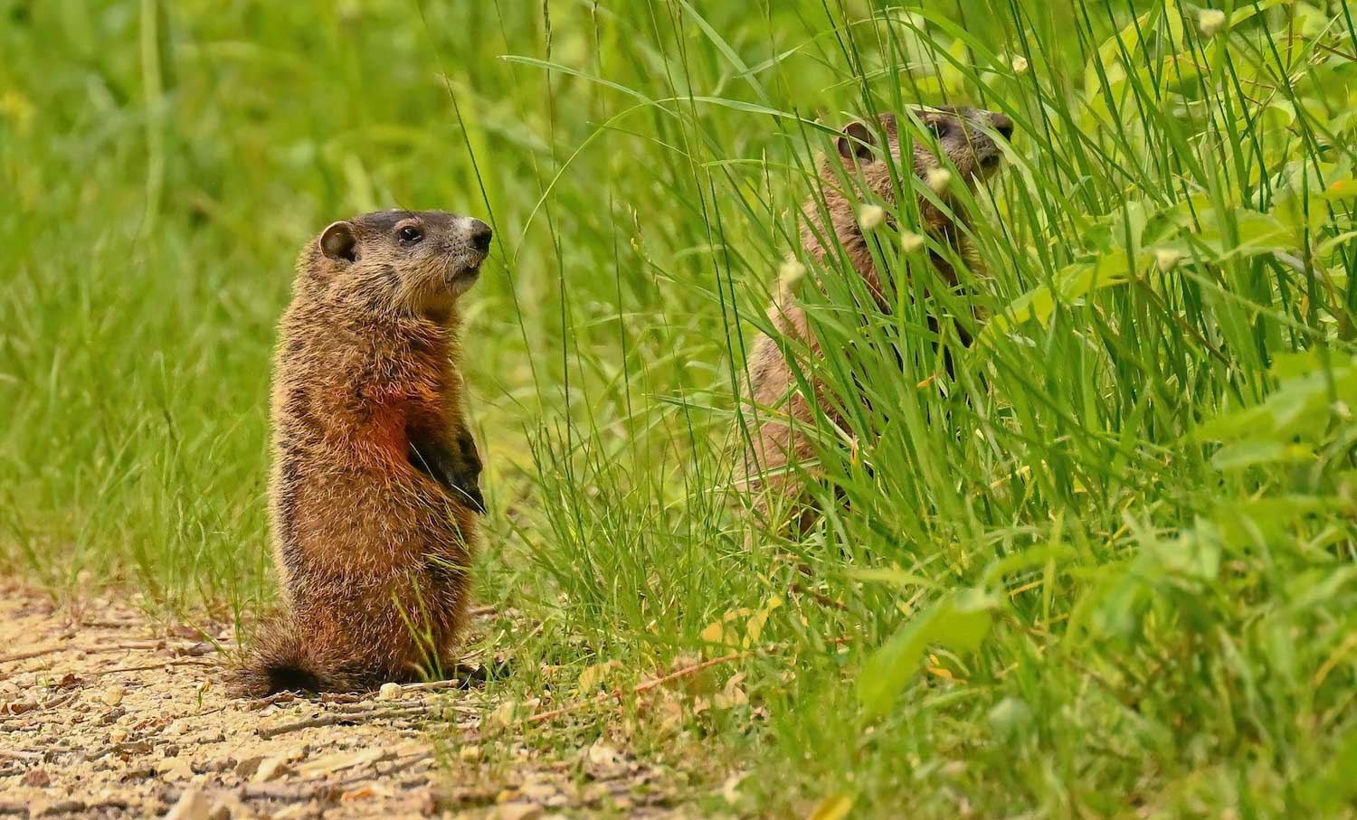 Two groundhogs standing on their hand legs in tall grass along a trail, with one partially obscured by the grass.