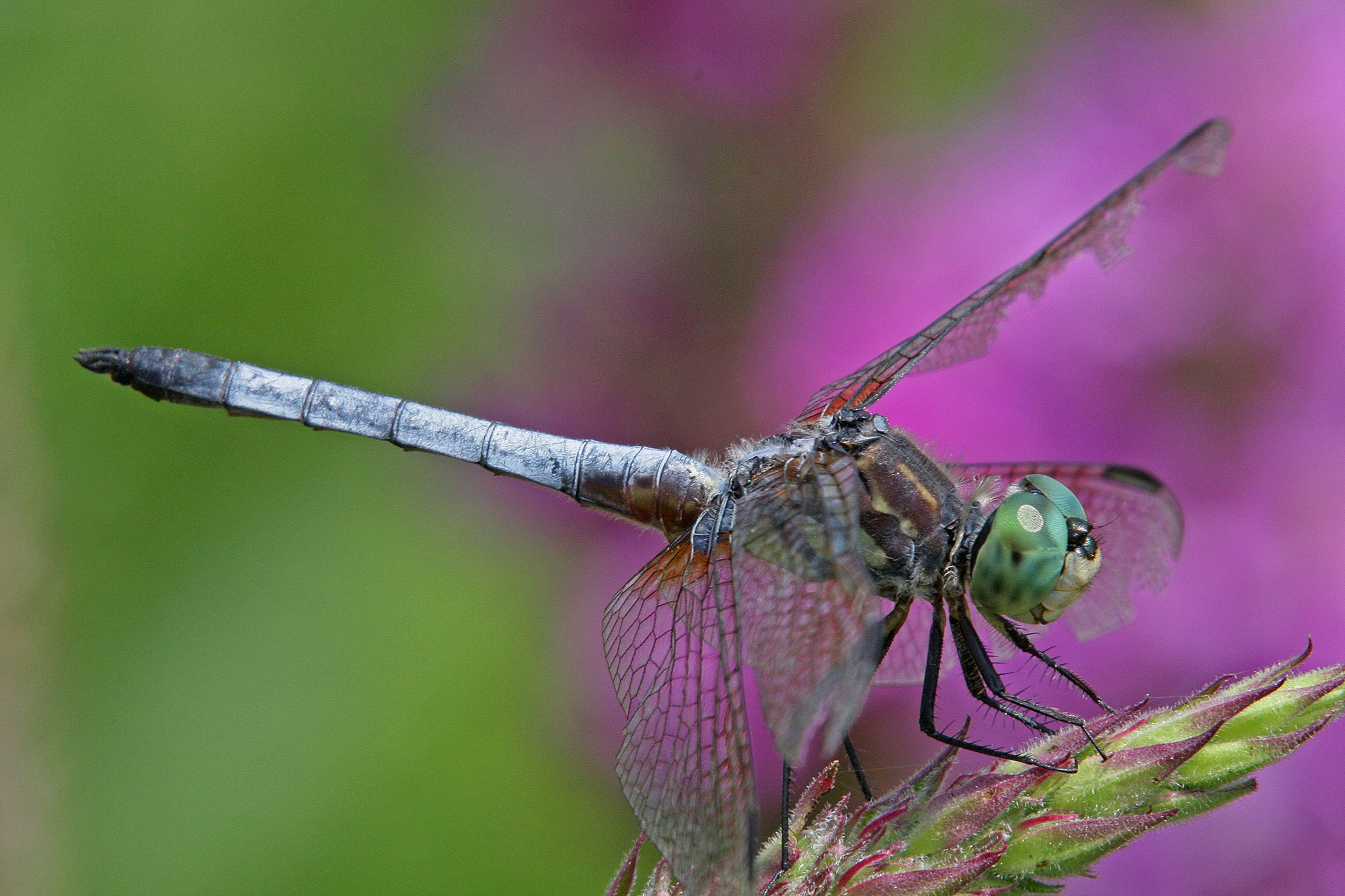 The blue dasher.