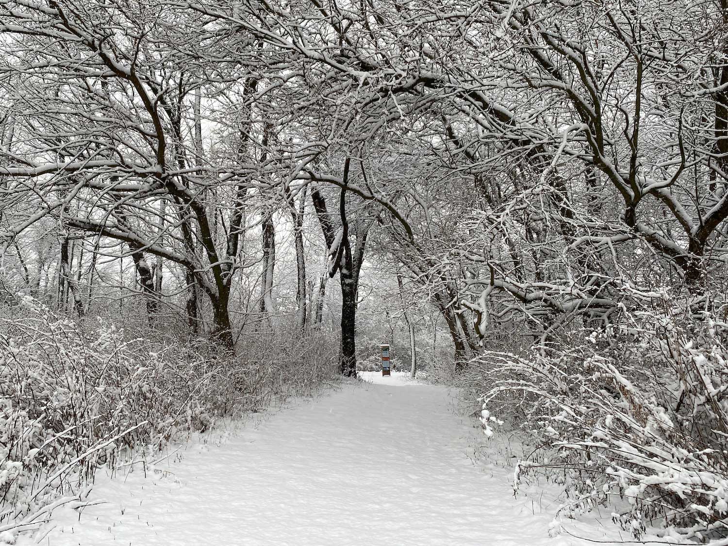 A winter scene with snow-covered trees lining a snow-covered trail.