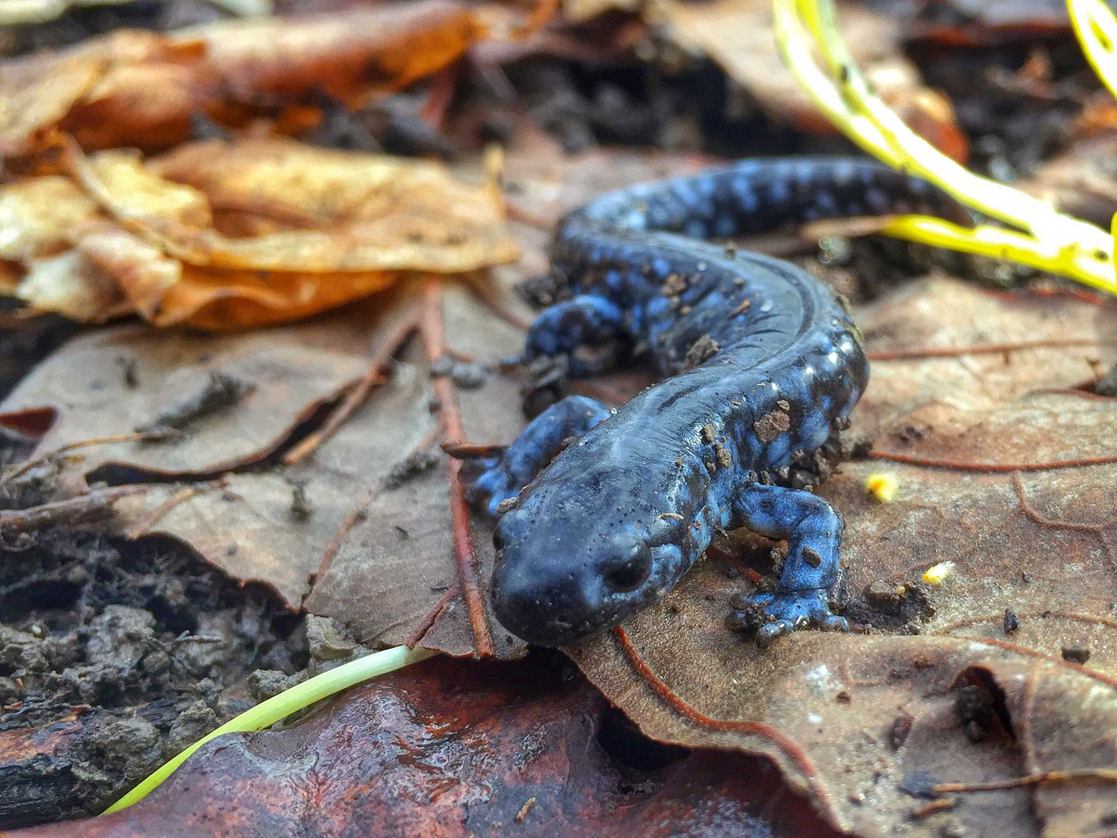 Salamander es fashion