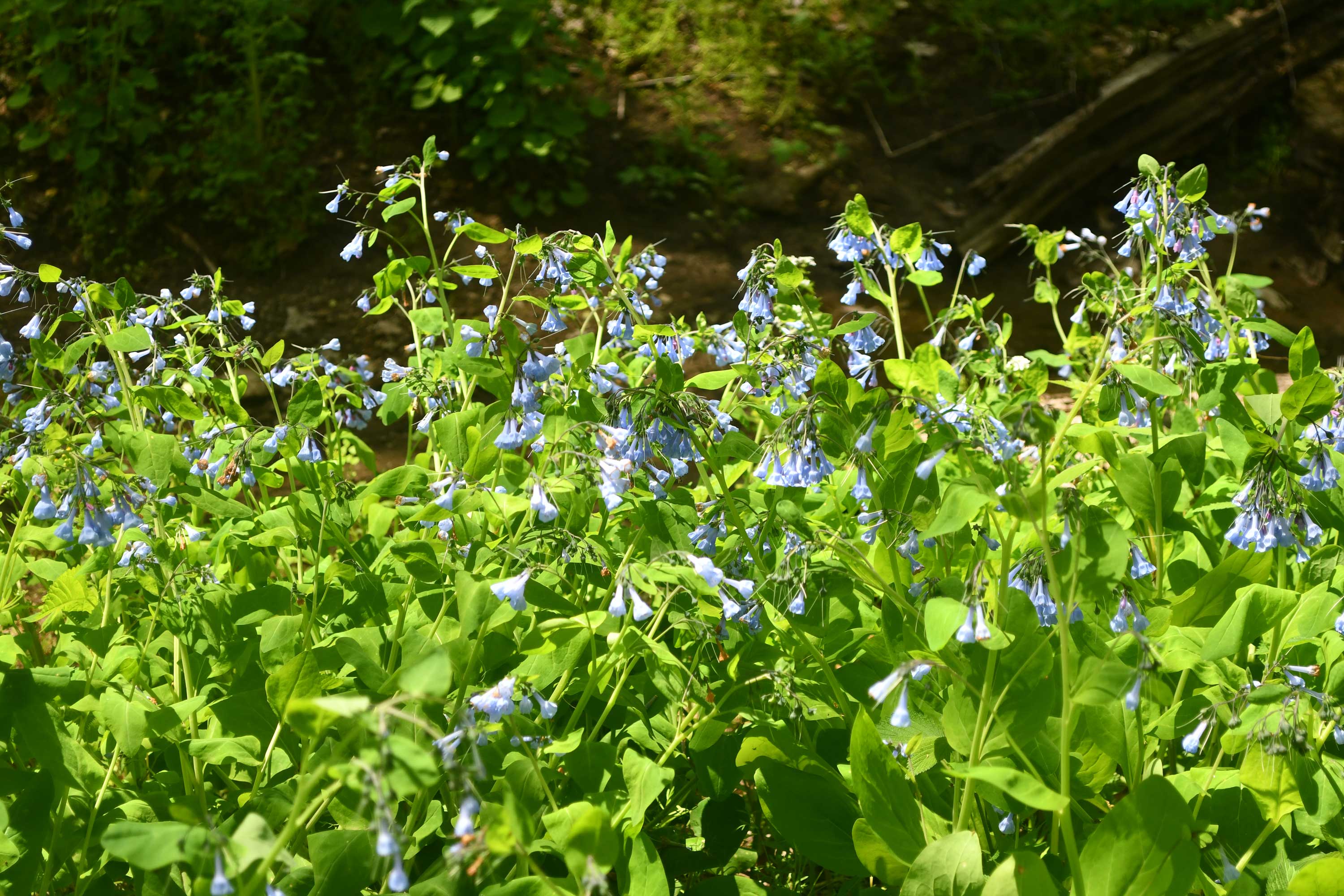 Virginia bluebells illuminated by sunlight on the forest floor.