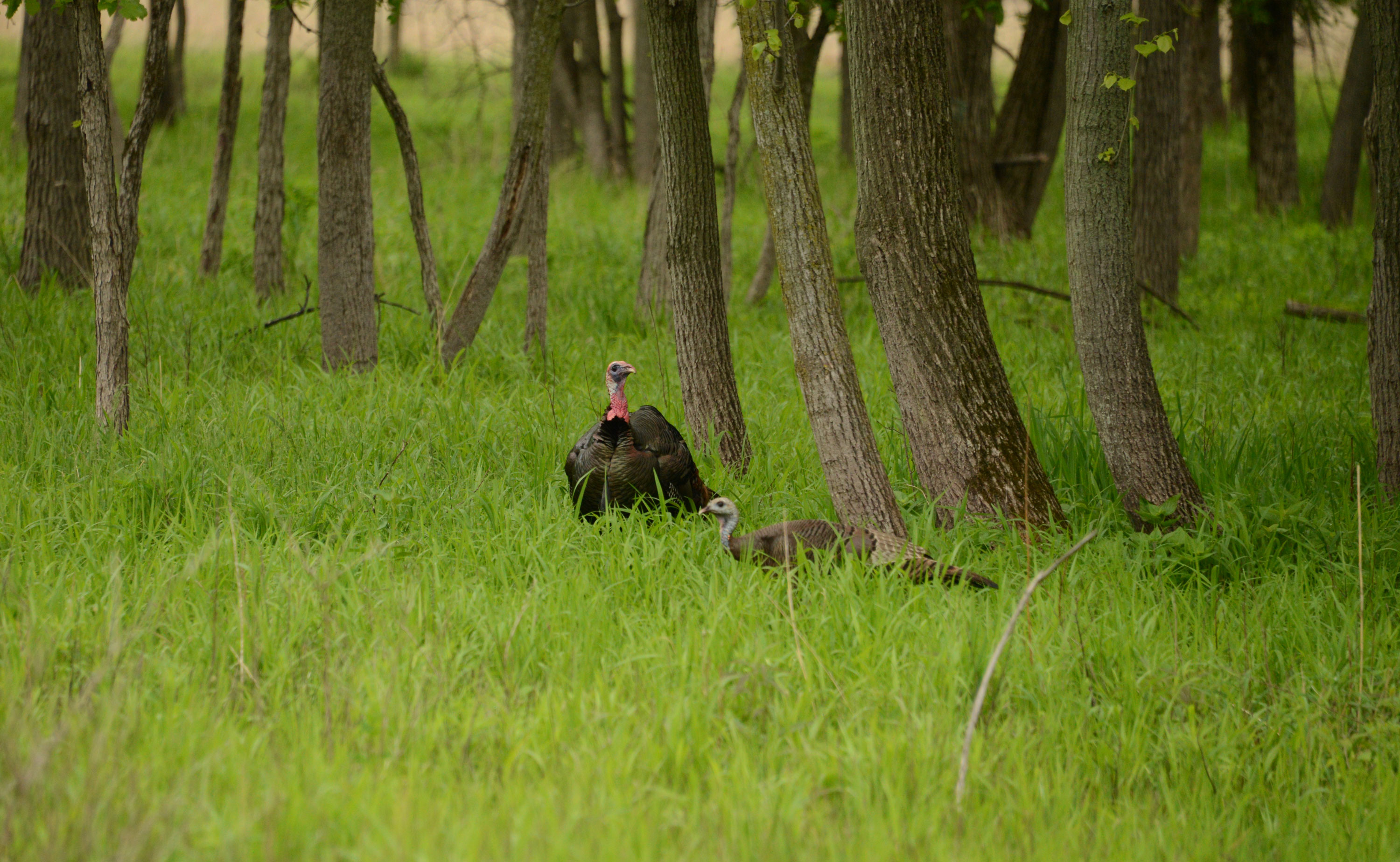 A wild turkey standing in a field.