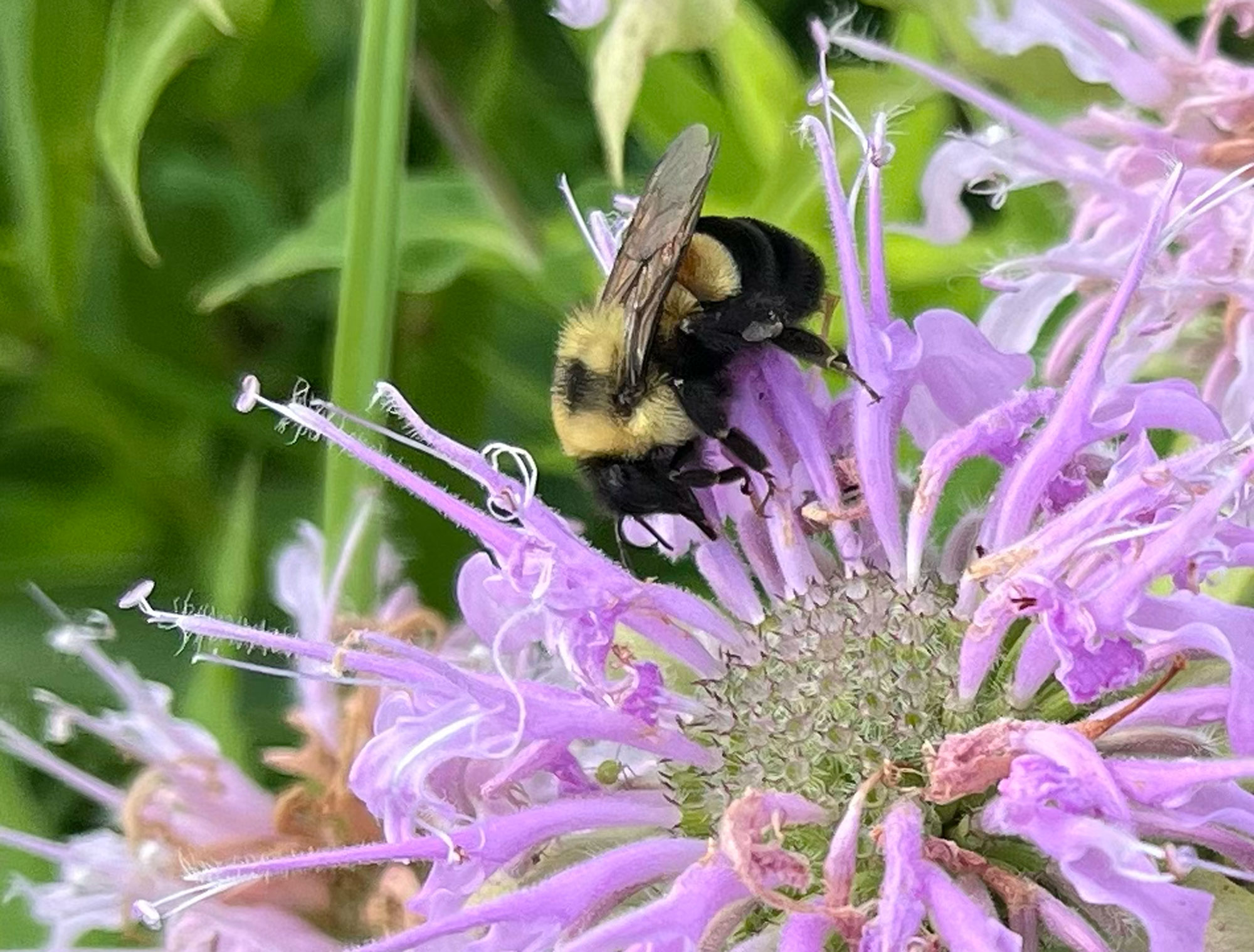 A rusty-patched bumble bee, with its white and yellow bands flies into a purple colored wild bergamot flower.