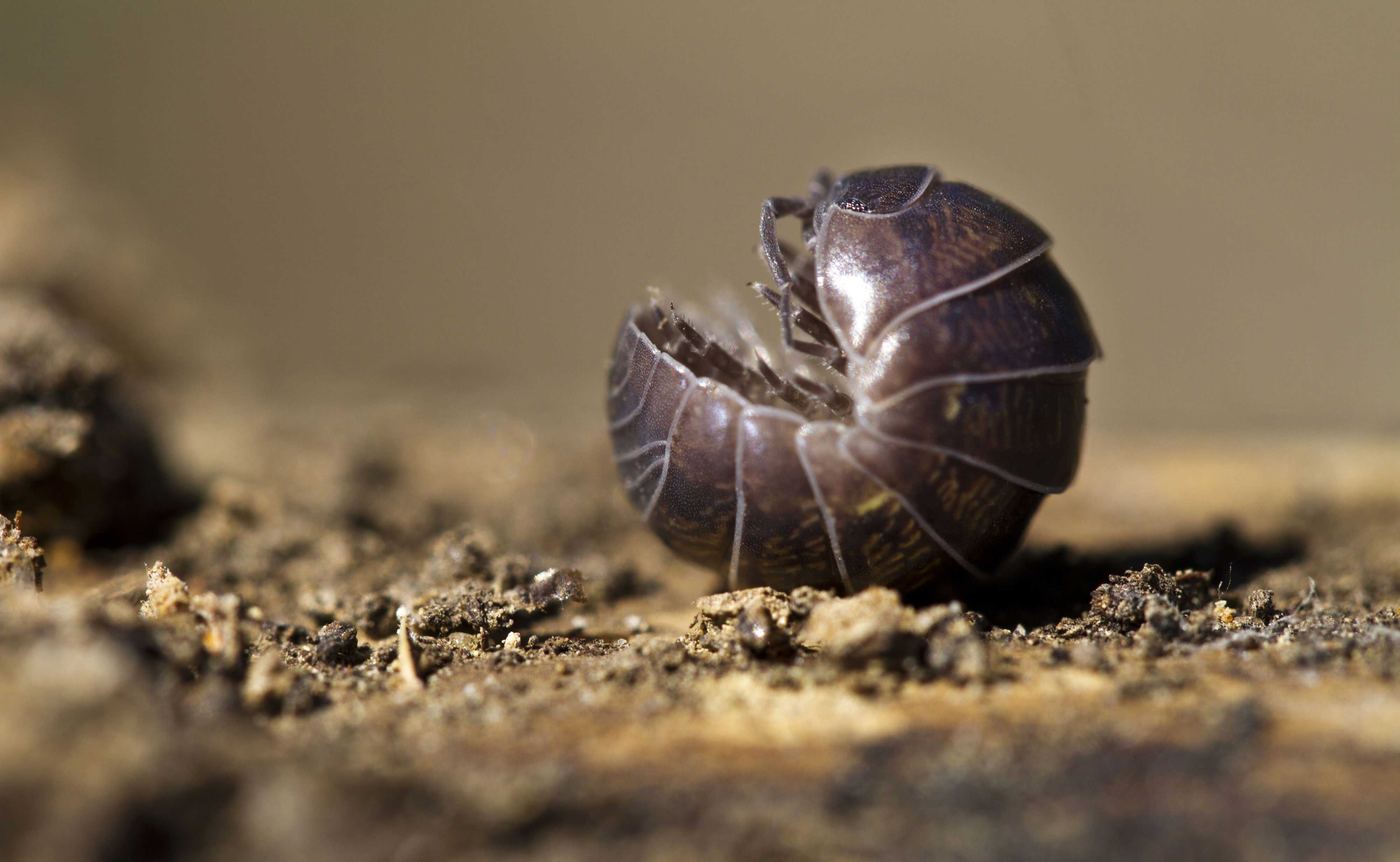 A pill bug.