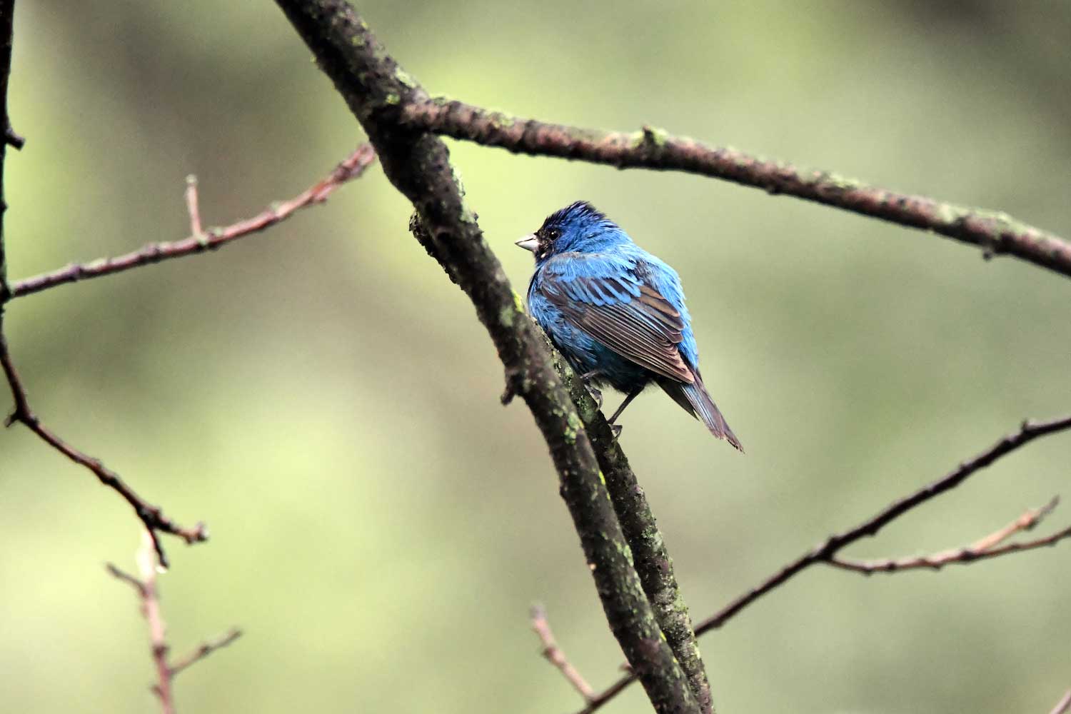 An indigo bunting on a tree branch.