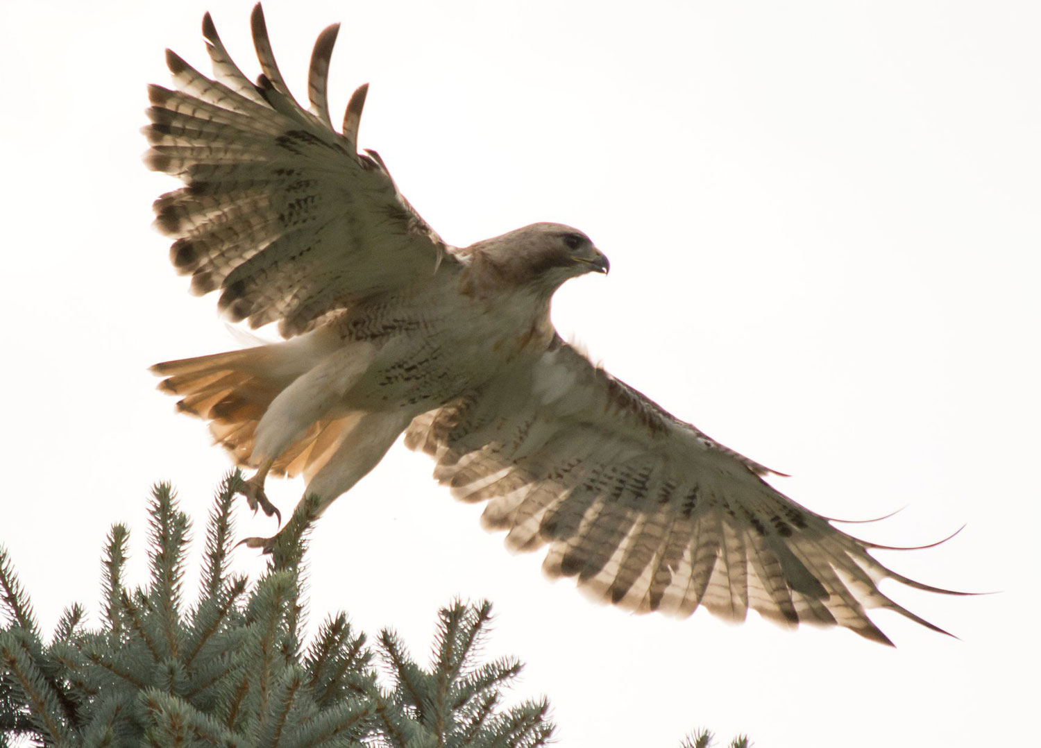 Creature Feature The Loud And Imposing Red Tailed Hawk Forest Preserve District Of Will County