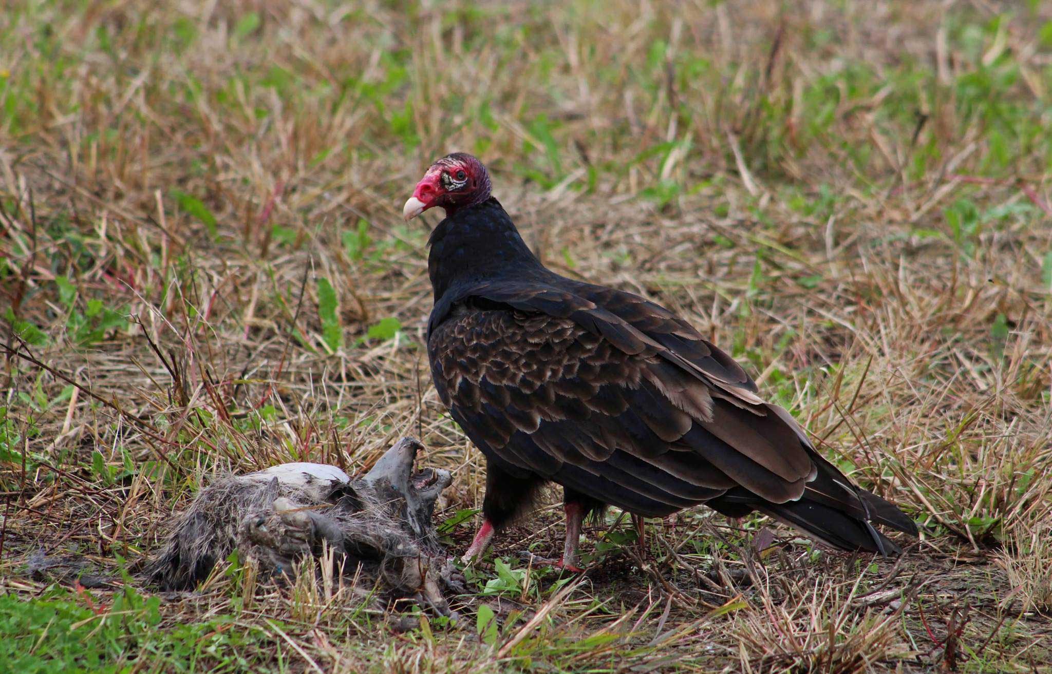 A turkey vulture eating carrion.