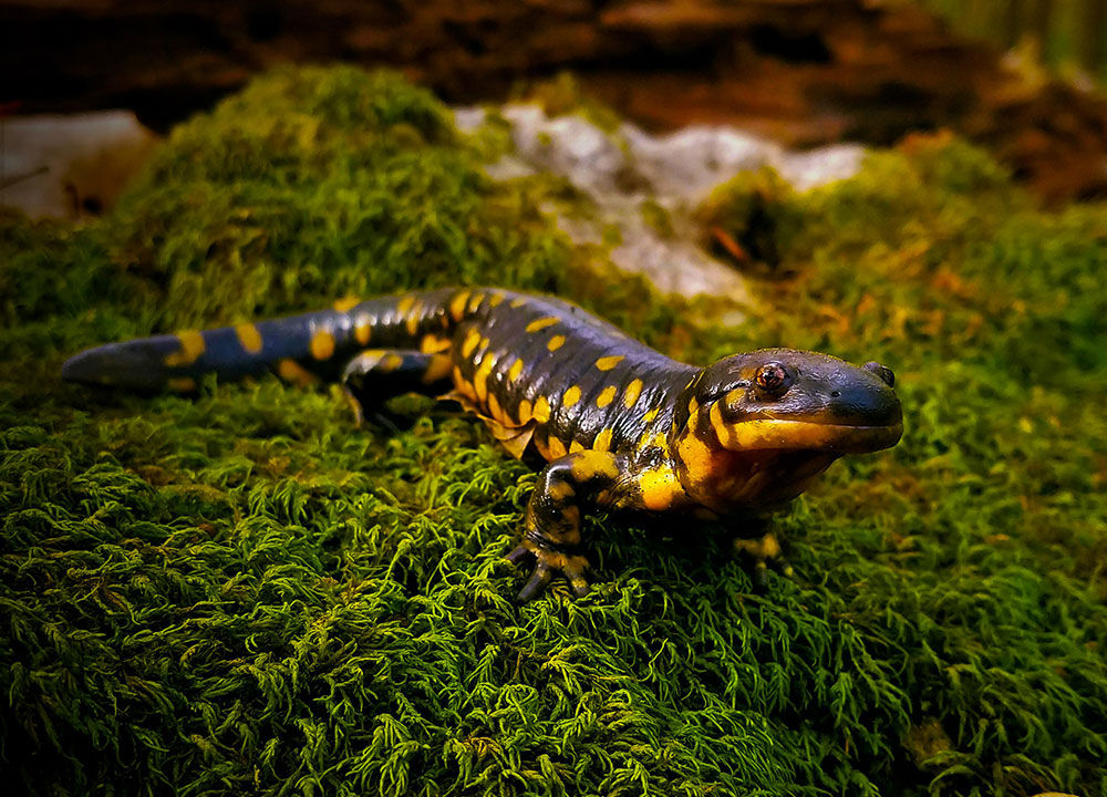 Spotted Salamander  Oklahoma Department of Wildlife Conservation