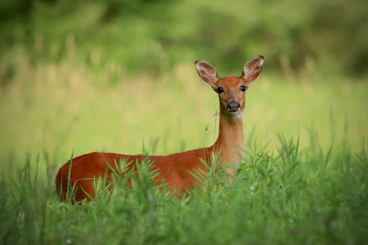 A white-tailed deer standing in tall grass.