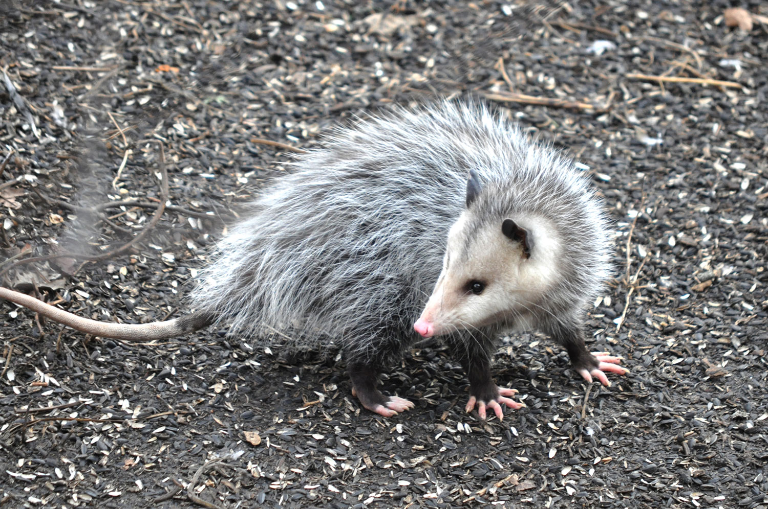 Creature Feature: Opossums Are Nature's Pest Control - Forest Preserve