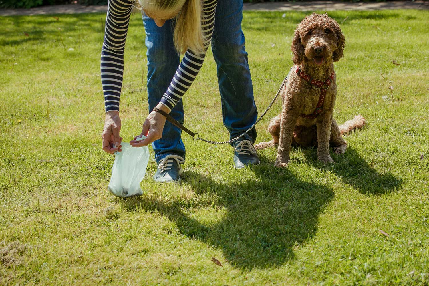 What wild animal will eat sale dog poop