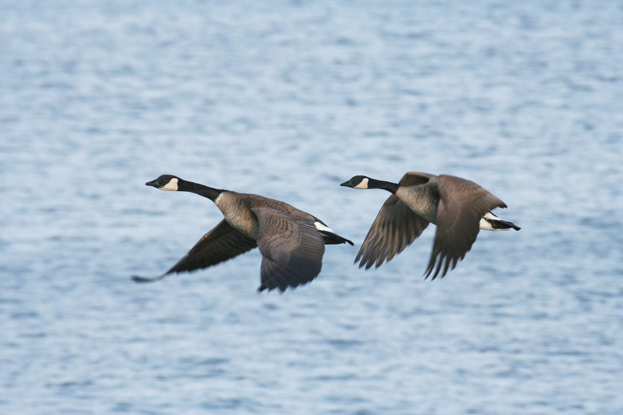 Canada geese in flight.